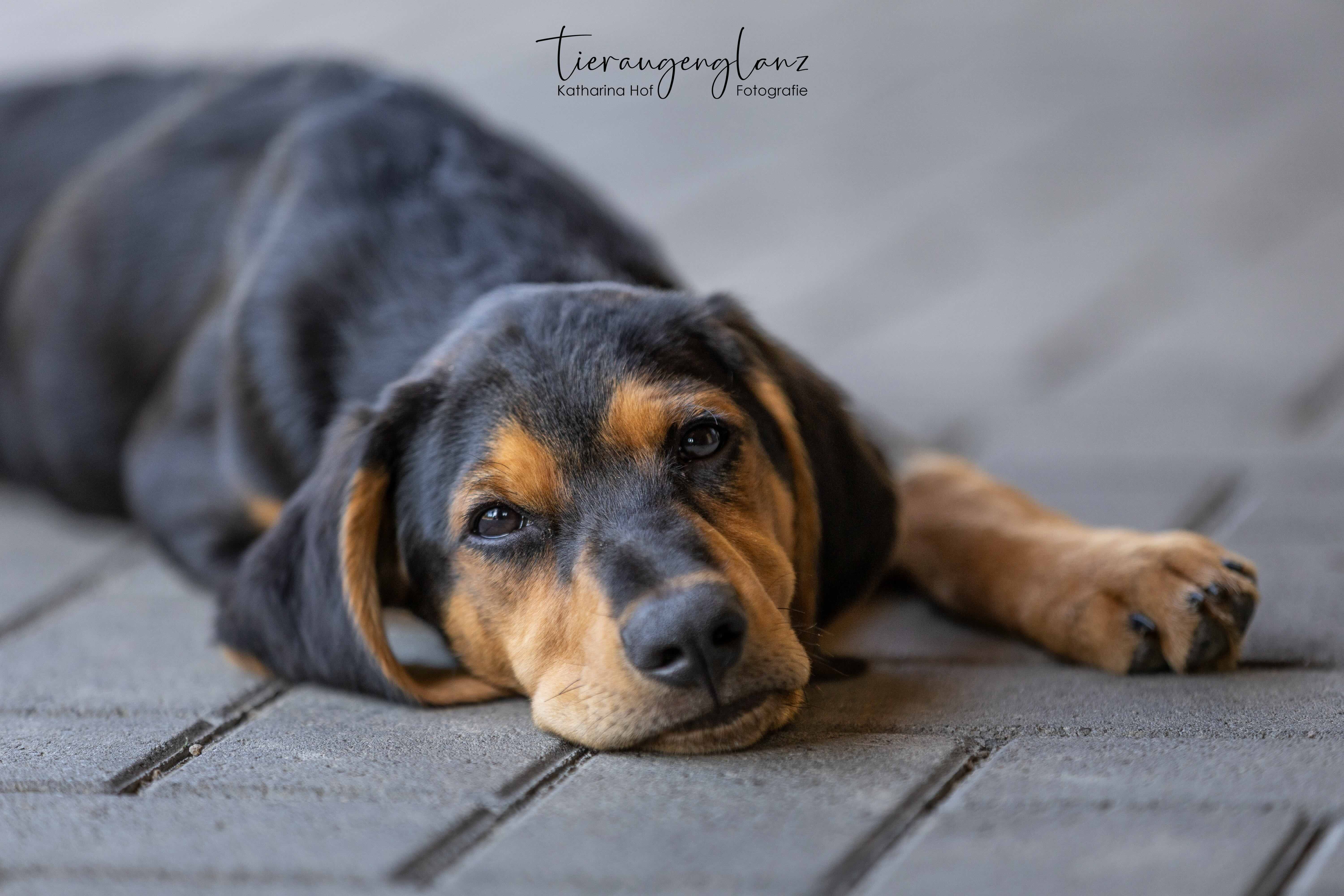 Griechischer Laufhund, Tierschutz, Krambambulli Jagdhundhilfe e.V.