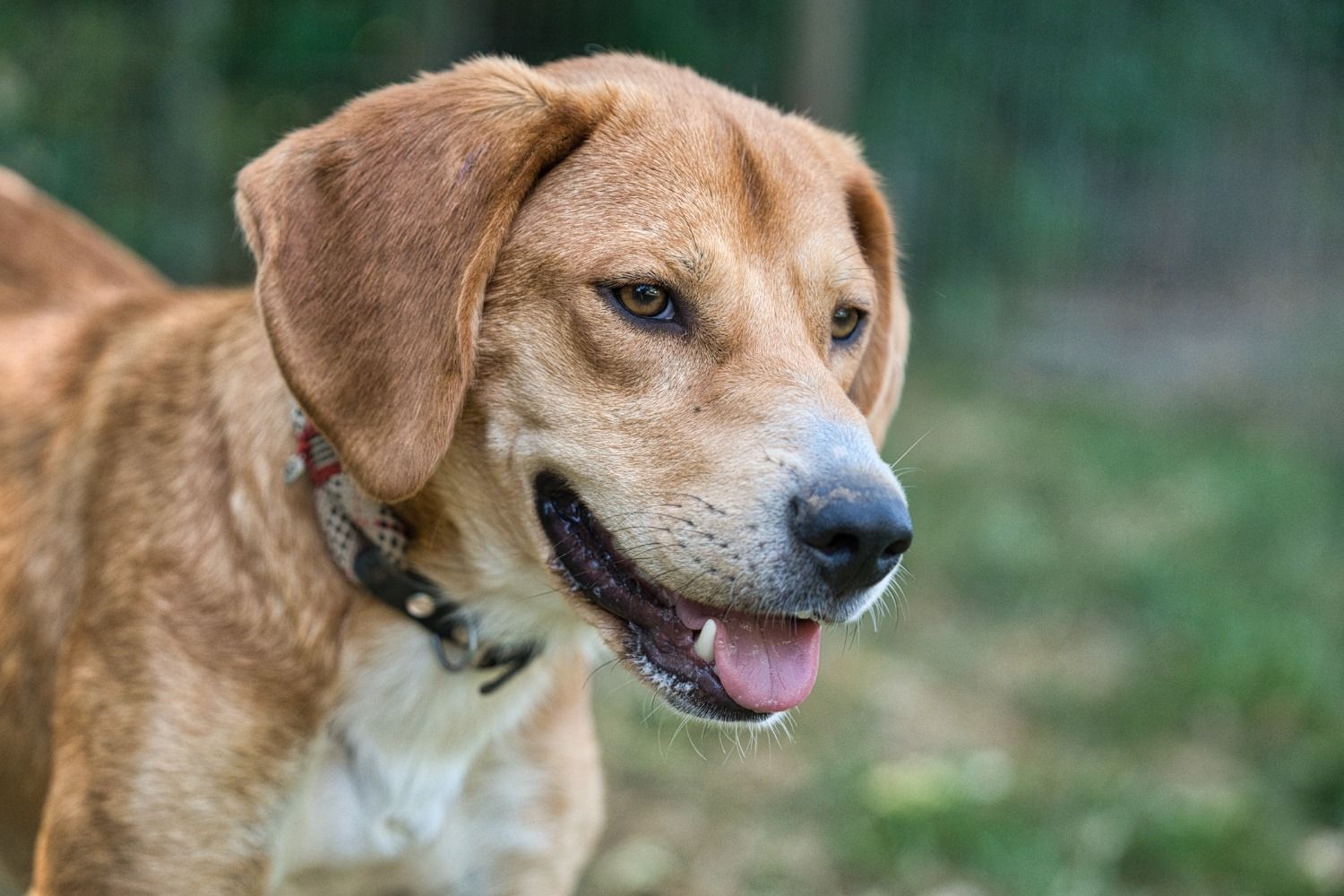 Beagle Mix sucht Zuhause, Tierschutz, Krambambulli Jagdhundhilfe