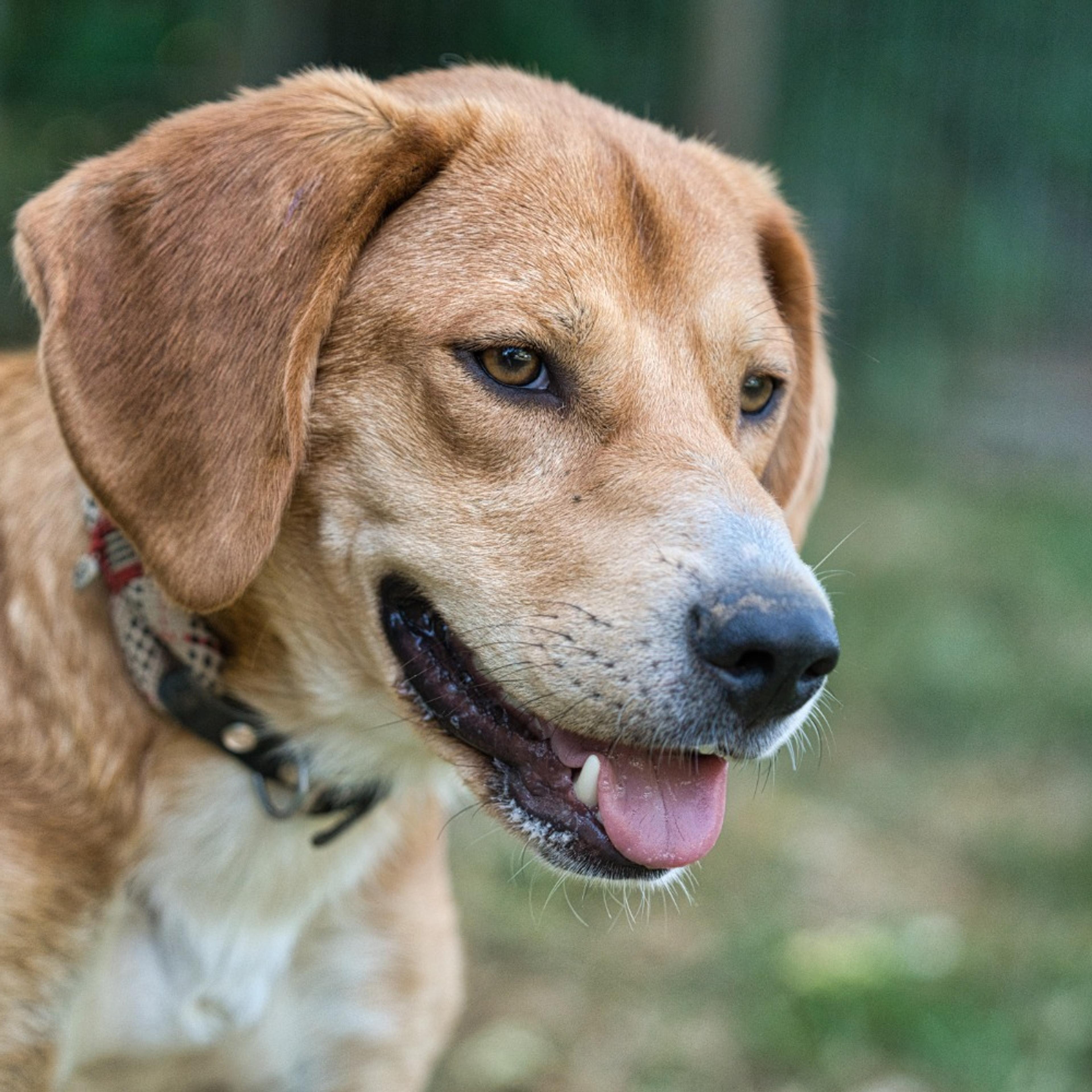 Beagle Mix sucht Zuhause, Tierschutz, Krambambulli Jagdhundhilfe
