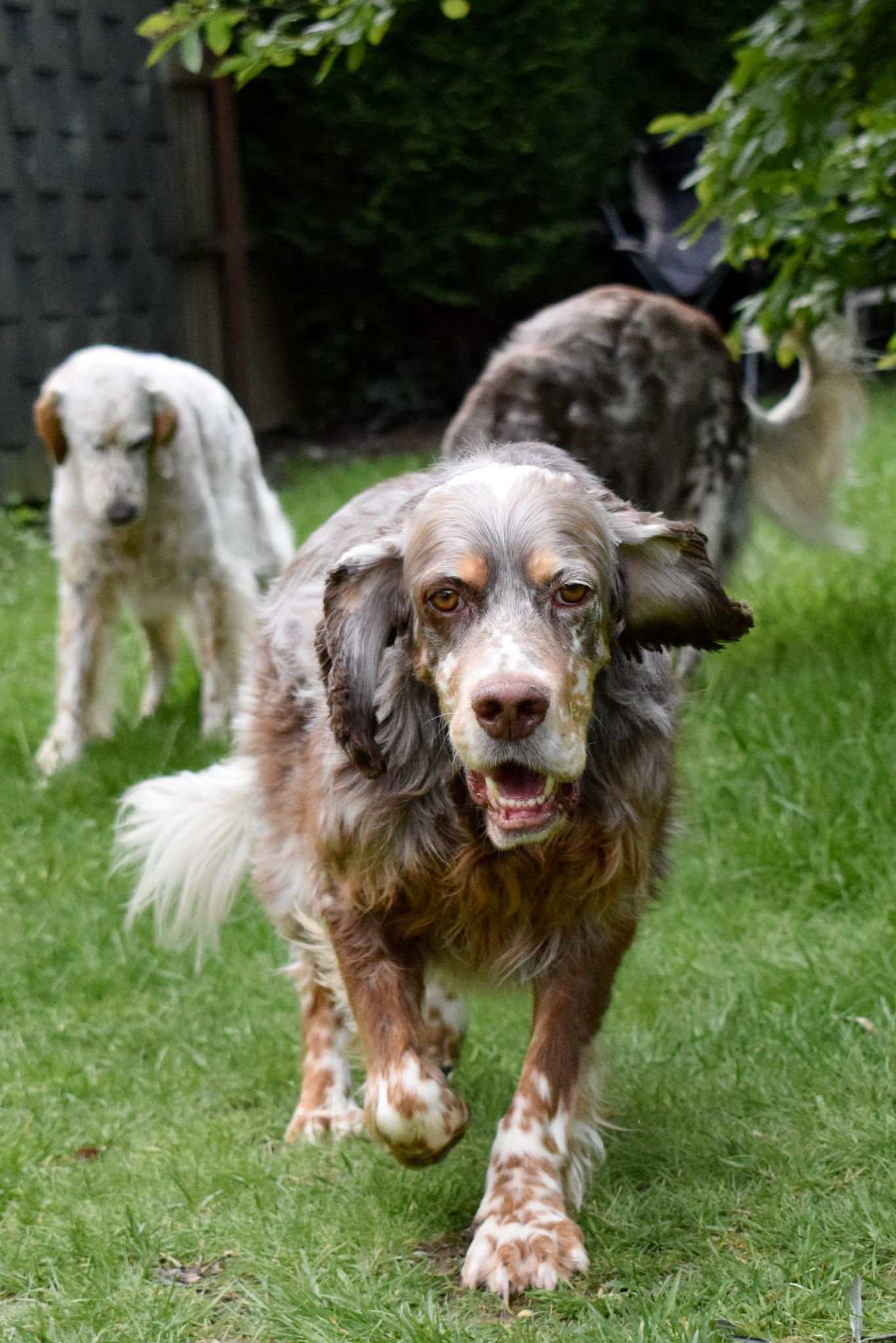 Krambambulli English Setter sucht Zuhause