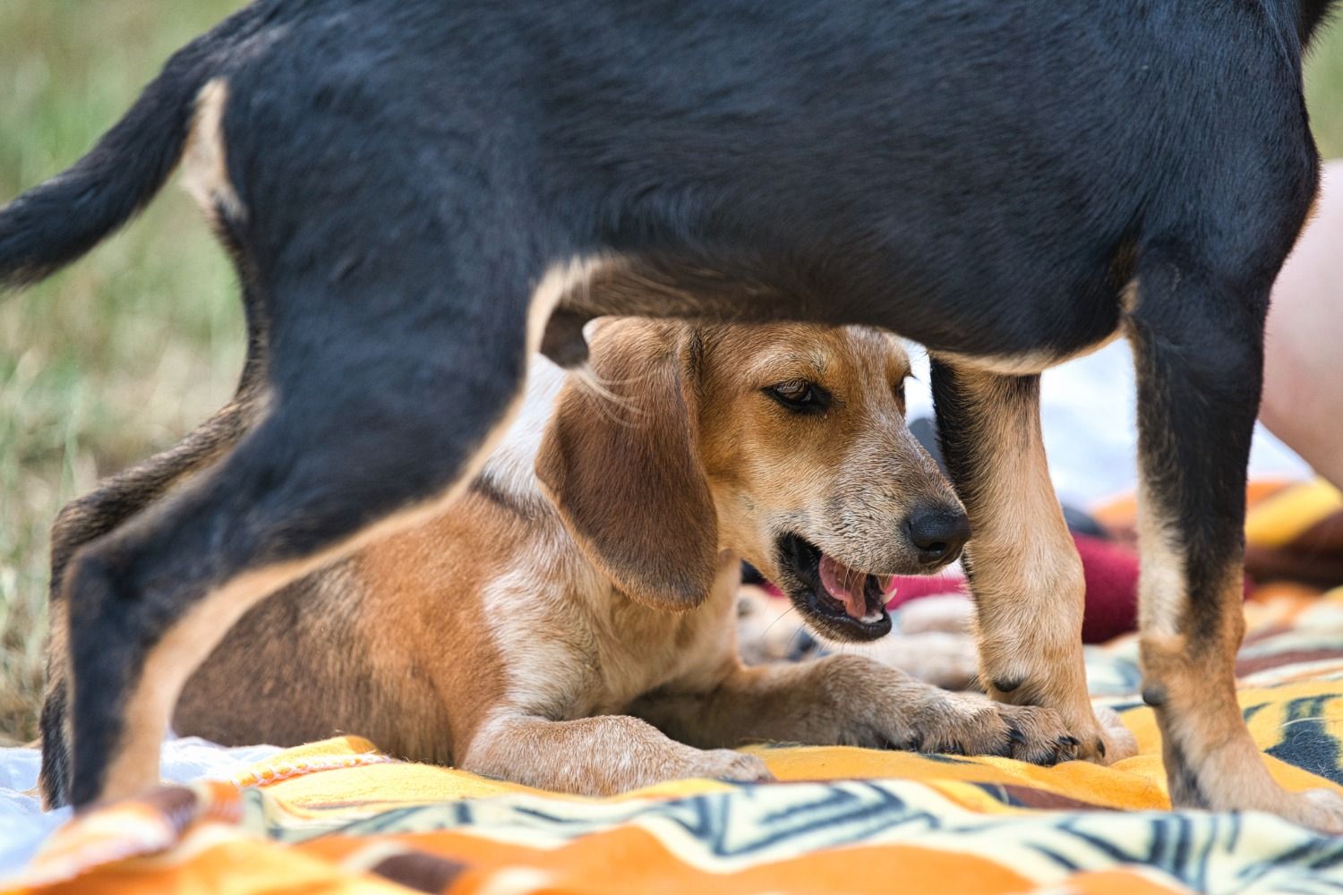 Junger Jagdhund, Krambambulli Jagdhundhilfe e.V.