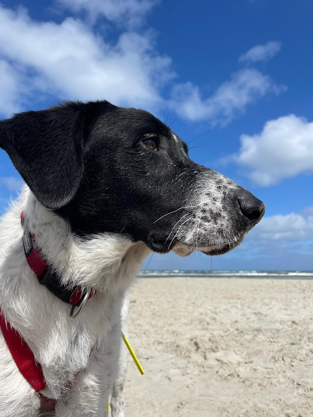 Enzo am Strand
