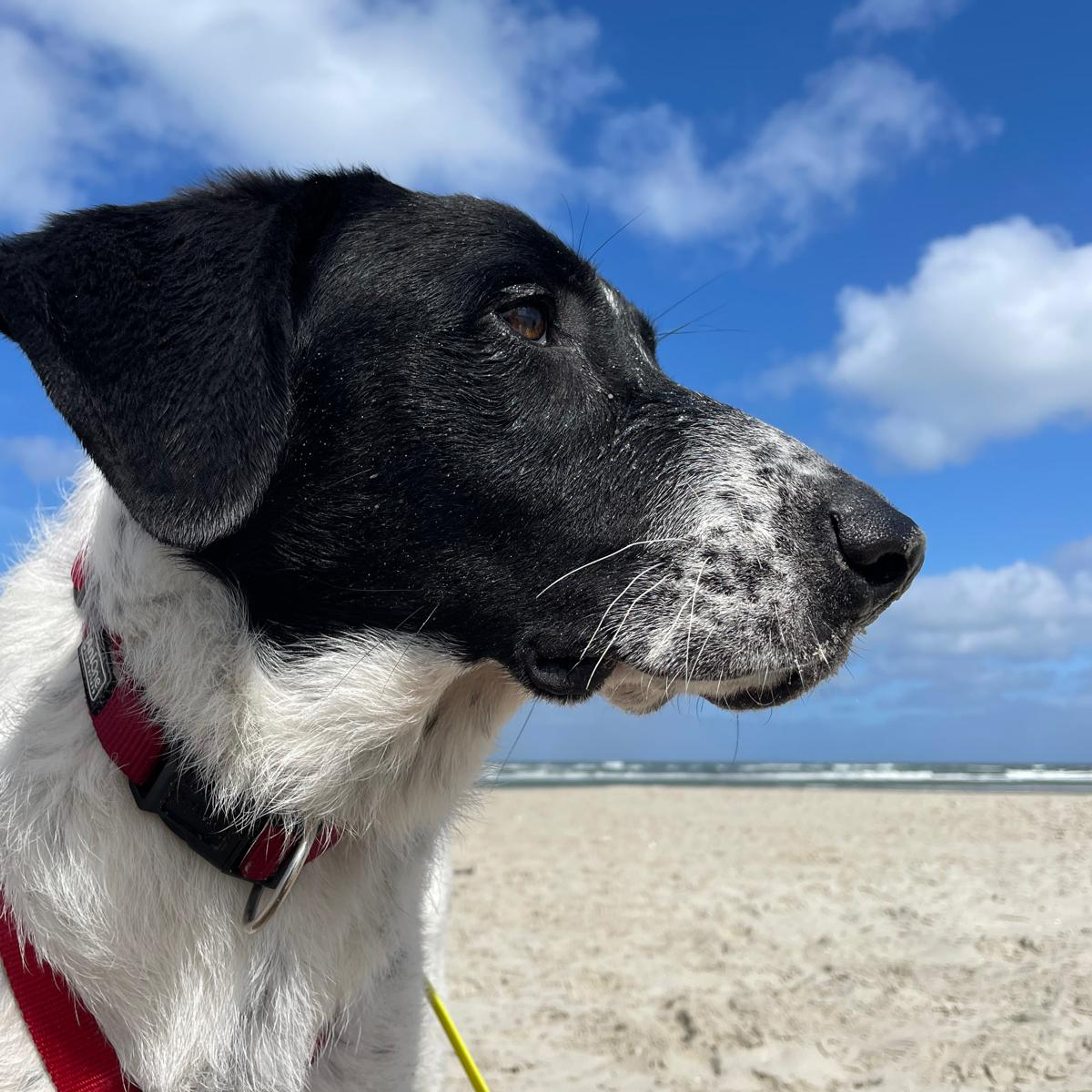 Enzo am Strand