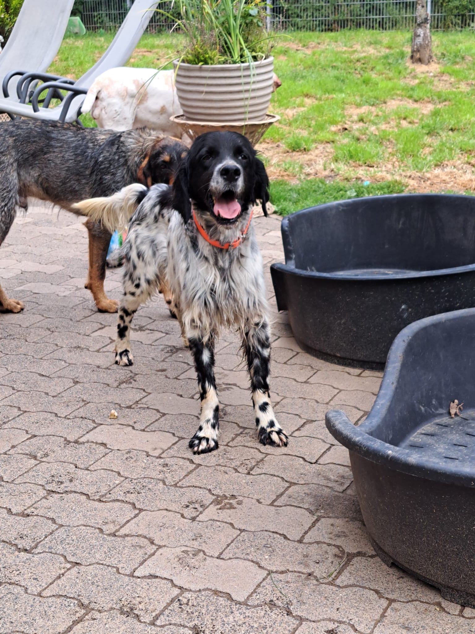 Nacho, englisch Setter sucht Zuhause, Tierschutz, Krambambulli Jagdhundhilfe