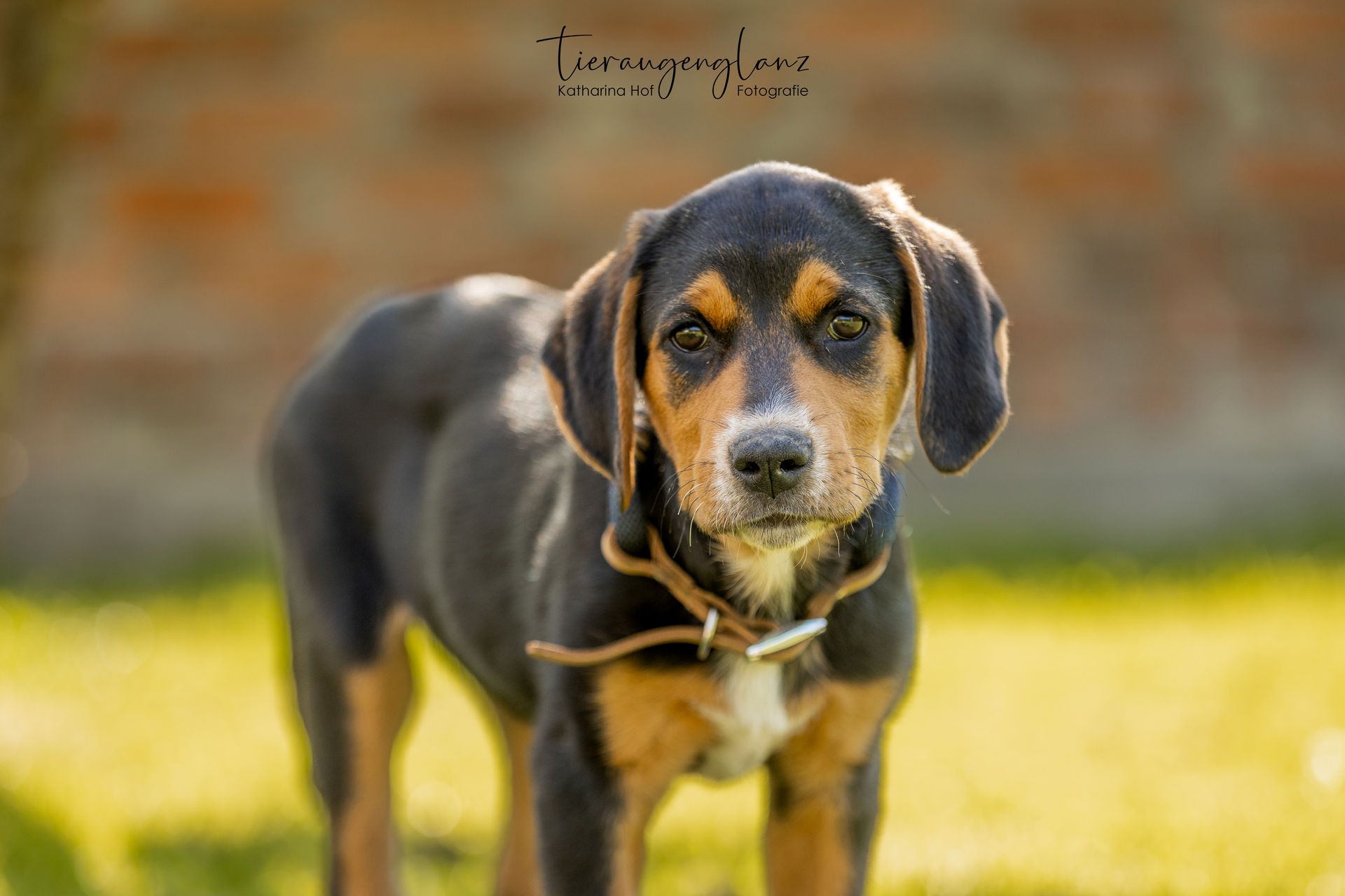 Griechischer Laufhund, Tierschutz, Krambambulli Jagdhundhilfe e.V.
