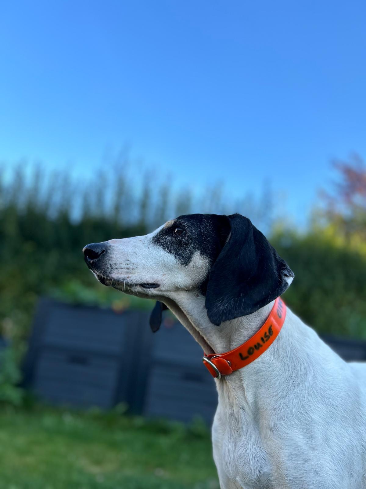 Ariegoise, Tierschutzhund, Krambambulli