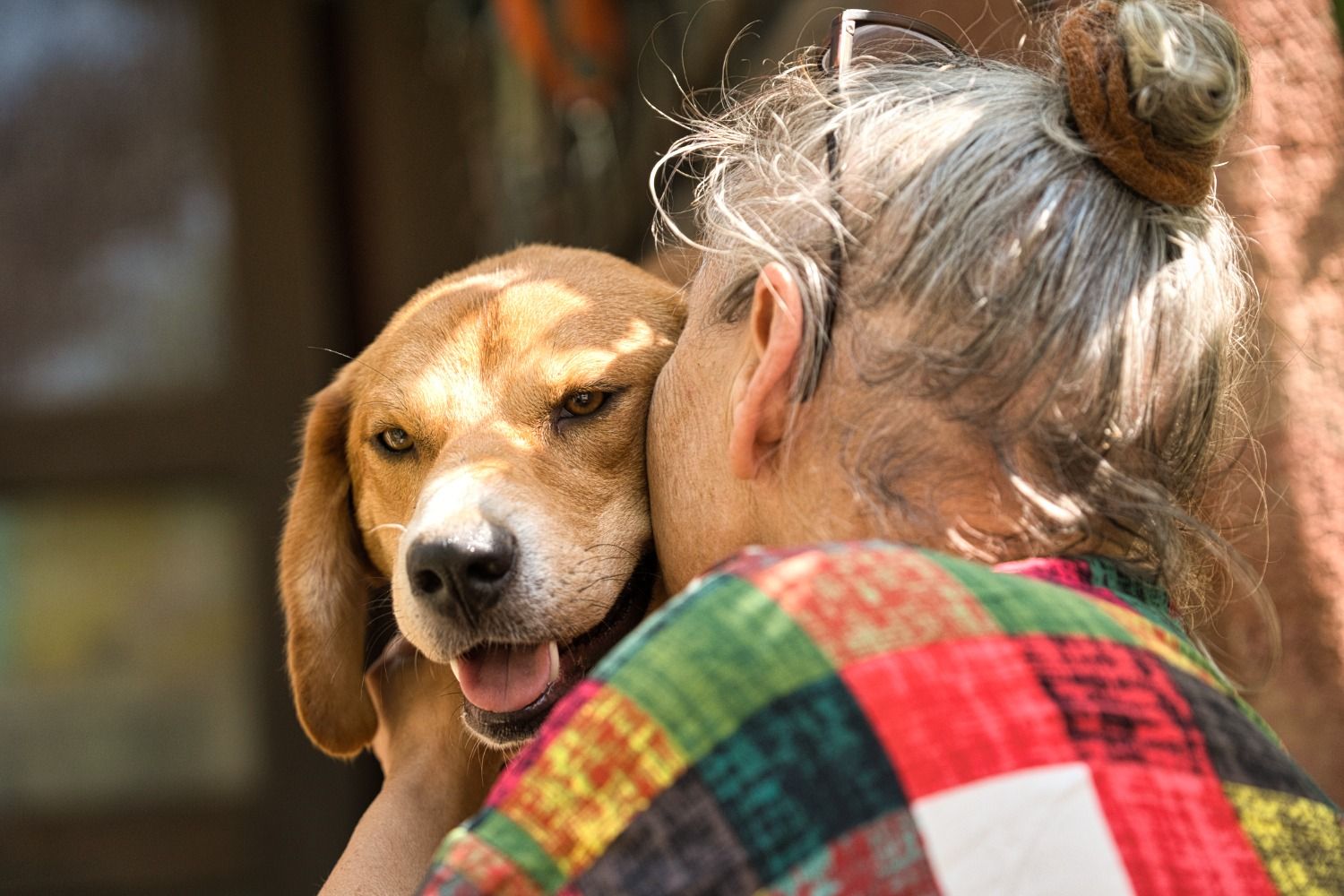 Beagle Mix sucht Zuhause, Tierschutz, Krambambulli Jagdhundhilfe