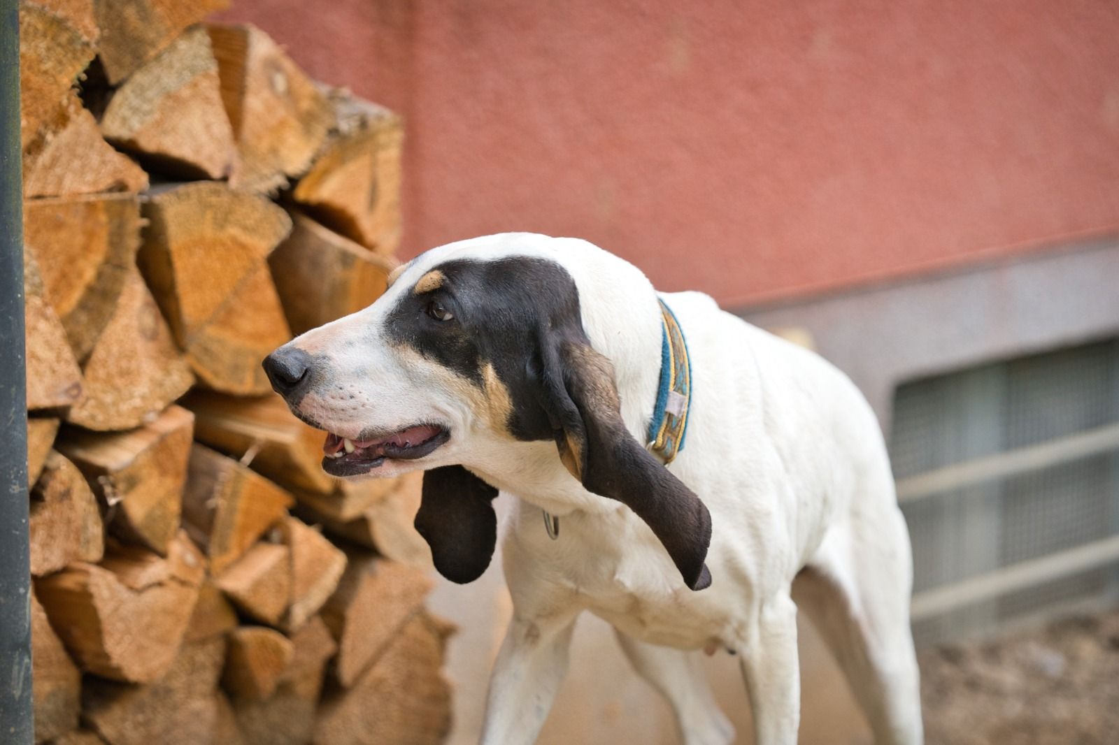 Krambambulli Ariegoise sucht Zuhause