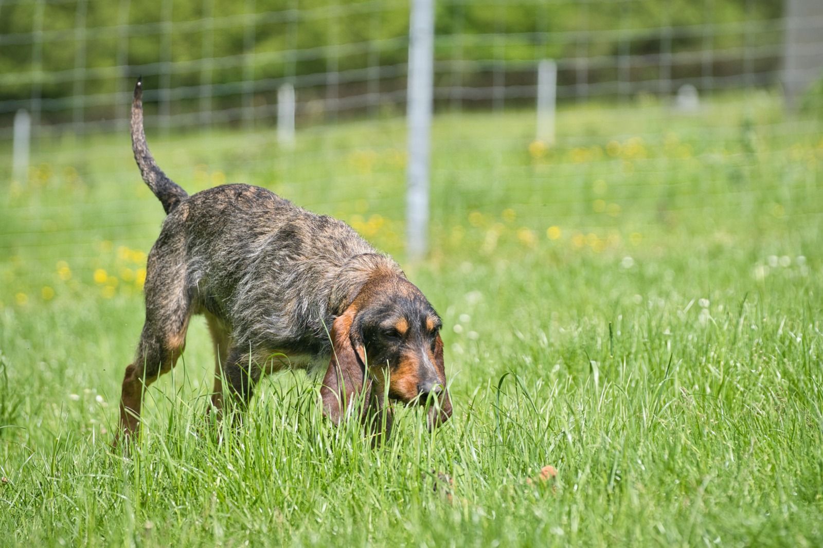 Segugio-Spinone-Mix Zuhause gesucht Krambambulli