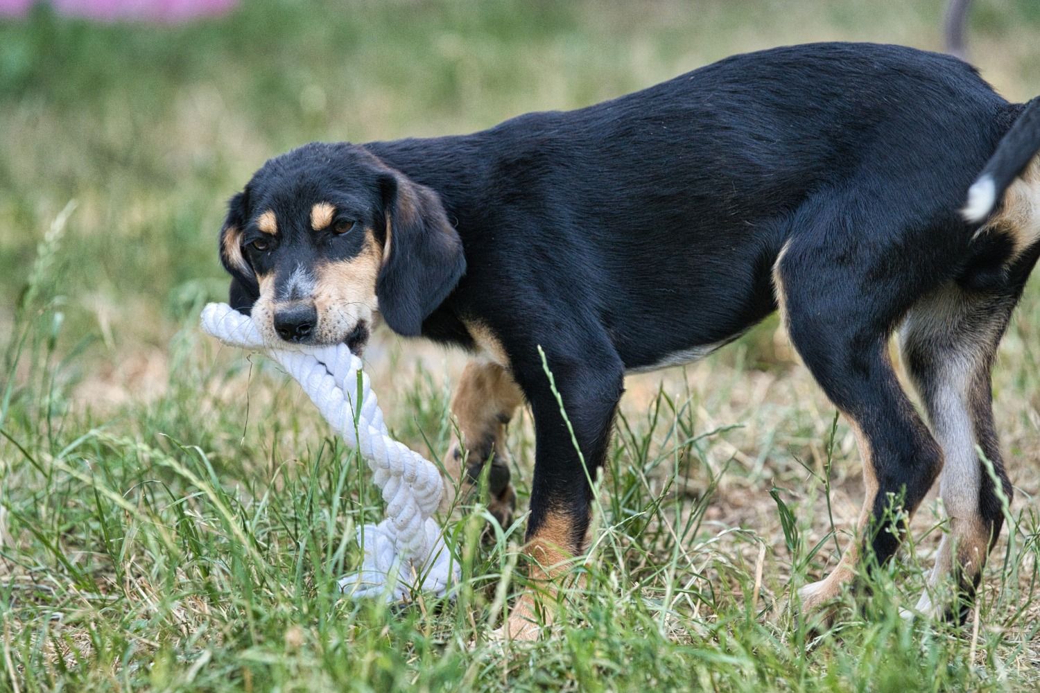 Brackenmix Welpe, Tierschutz, Krambambulli Jagdhundhilfe