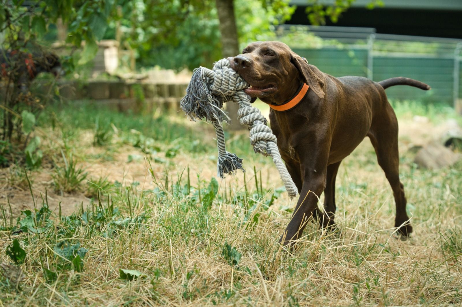 Deutsch Kurzhaar, Tierschutz, Krambambulli Jagdhundhilfe 