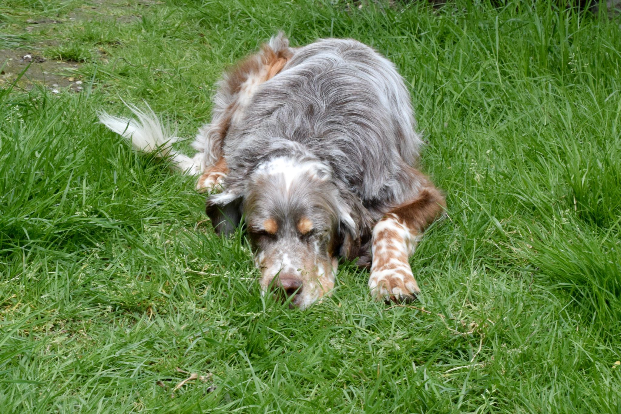 Krambambulli English Setter sucht Zuhause