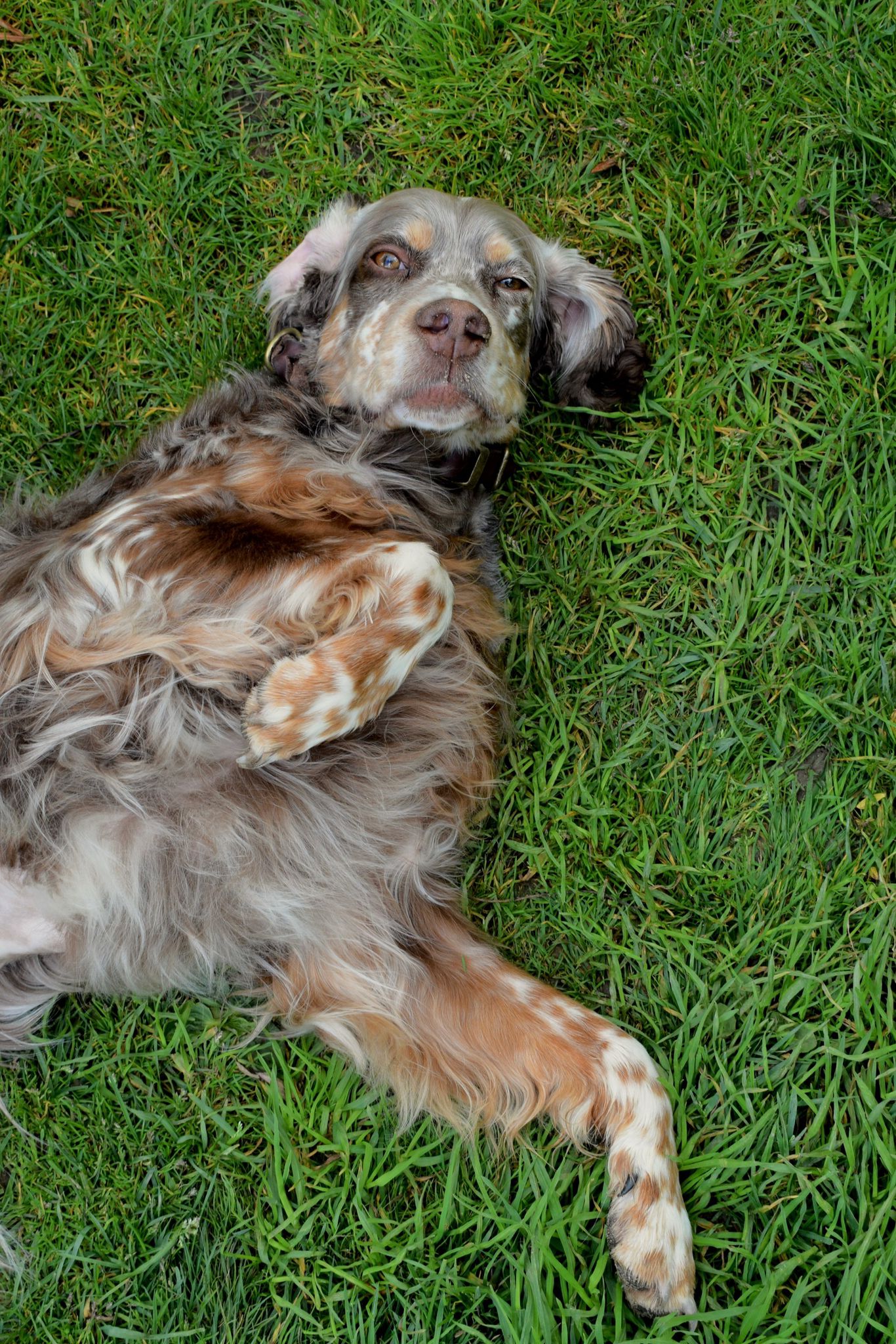 Krambambulli English Setter sucht Zuhause