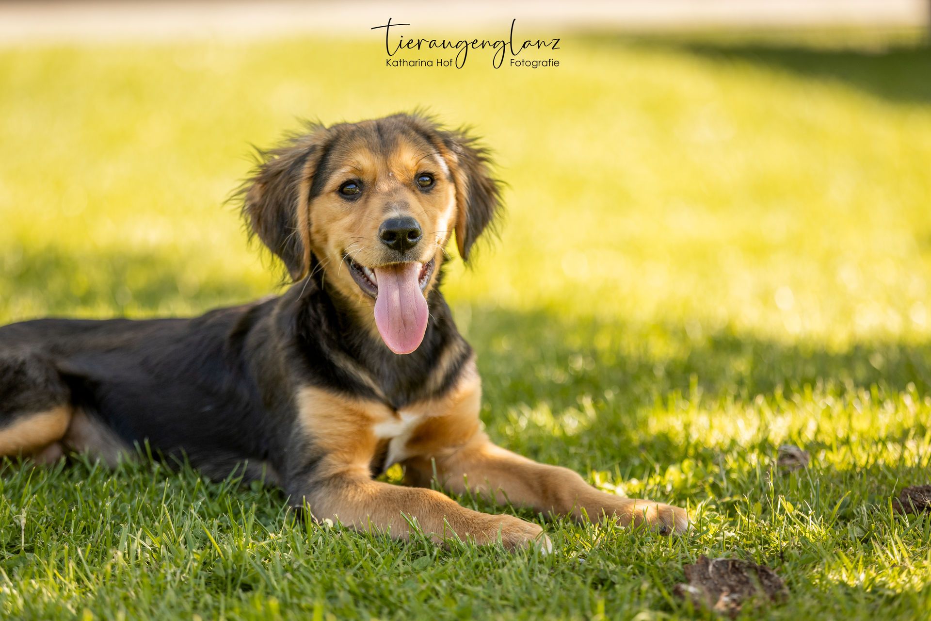 Griechischer Laufhund, Tierschutz, Krambambulli Jagdhundhilfe e.V.