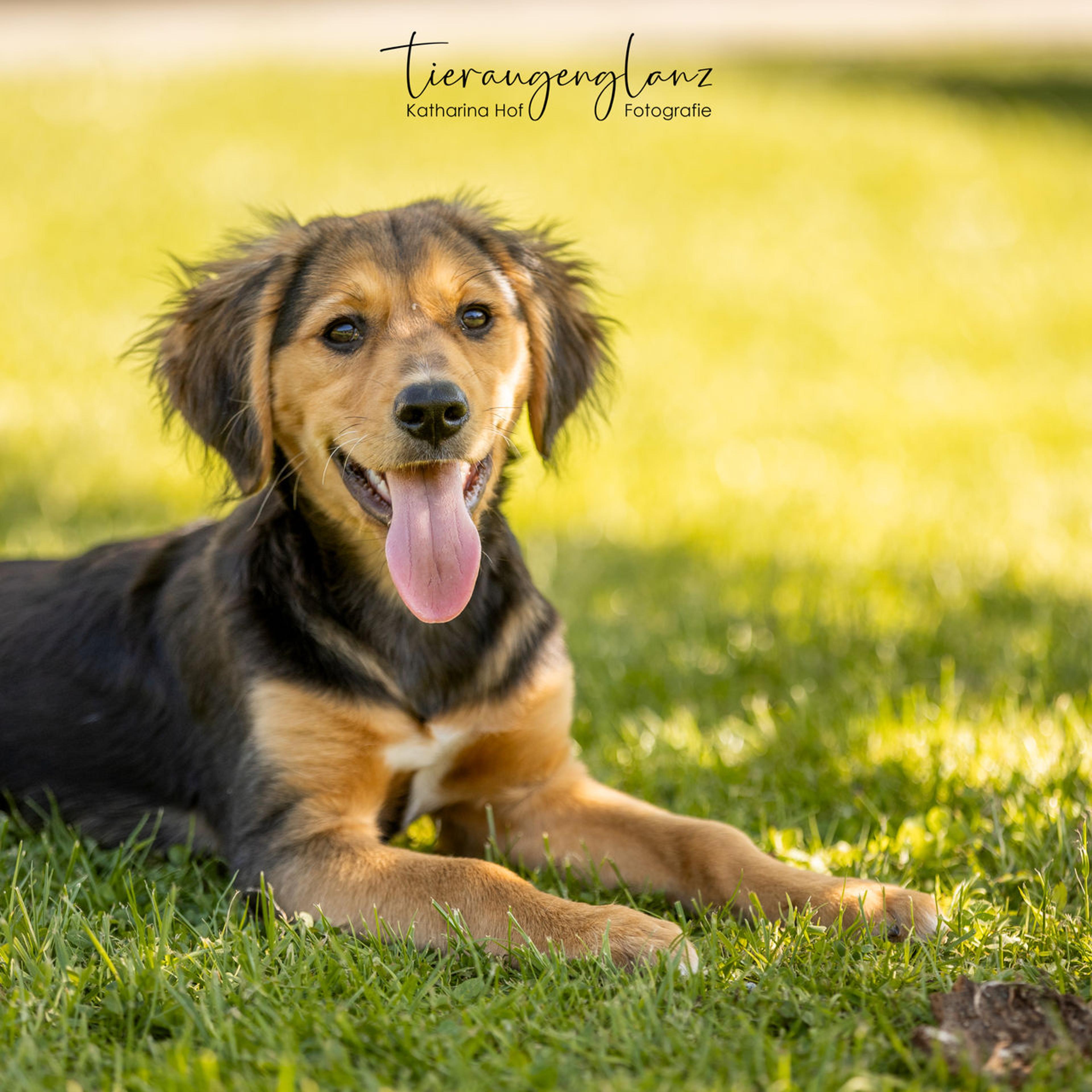 Griechischer Laufhund, Tierschutz, Krambambulli Jagdhundhilfe e.V.
