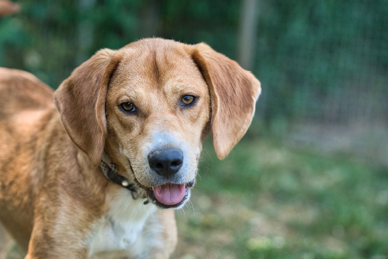 Beagle Mix sucht Zuhause, Tierschutz, Krambambulli Jagdhundhilfe