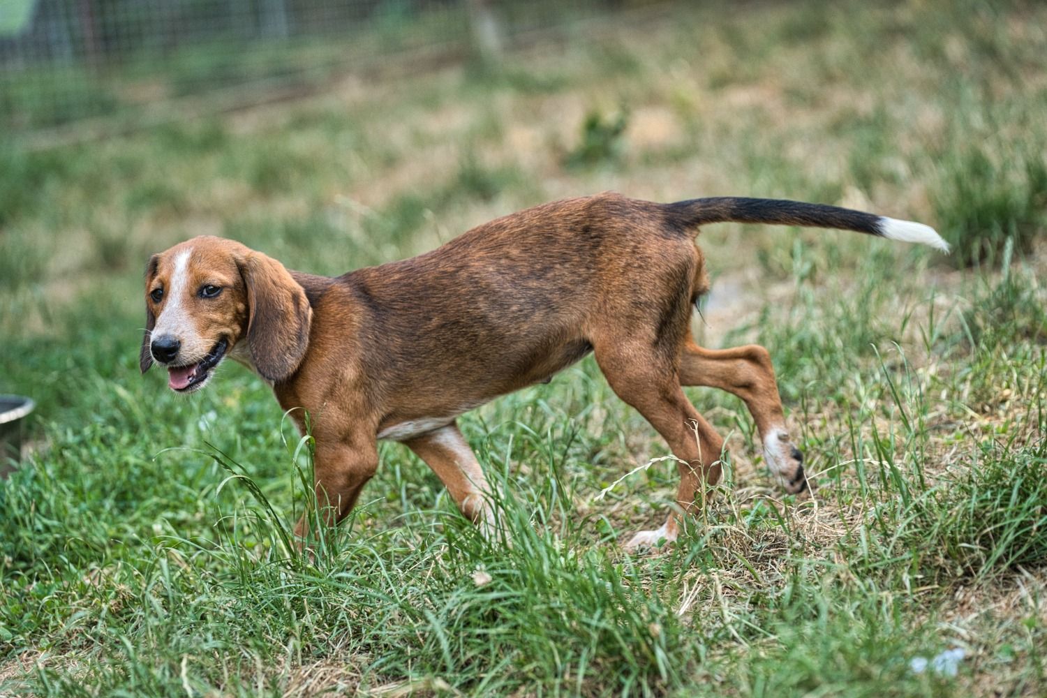 Junger Jagdhund, Krambambulli Jagdhundhilfe e.V.