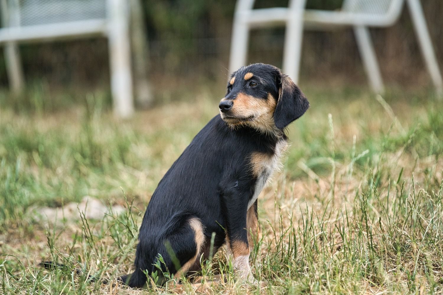 Brackenmix Welpe, Tierschutz, Krambambulli Jagdhundhilfe