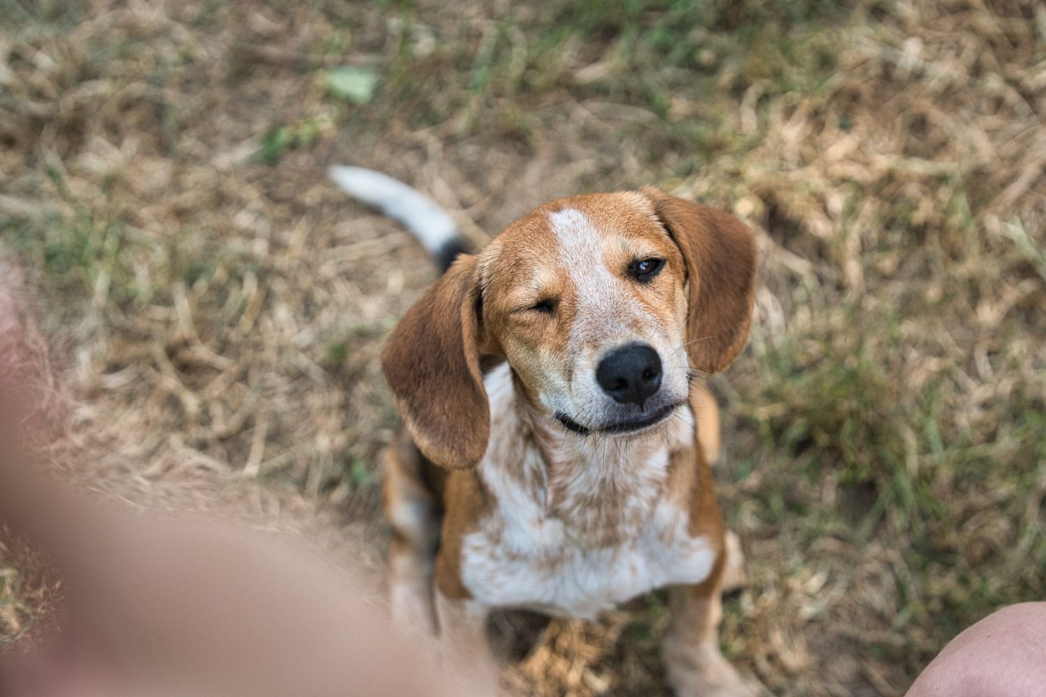 Brauner Jagdhund sitzt im Gras, Welpen, Krambambulli Jagdhundhilfe e.V.