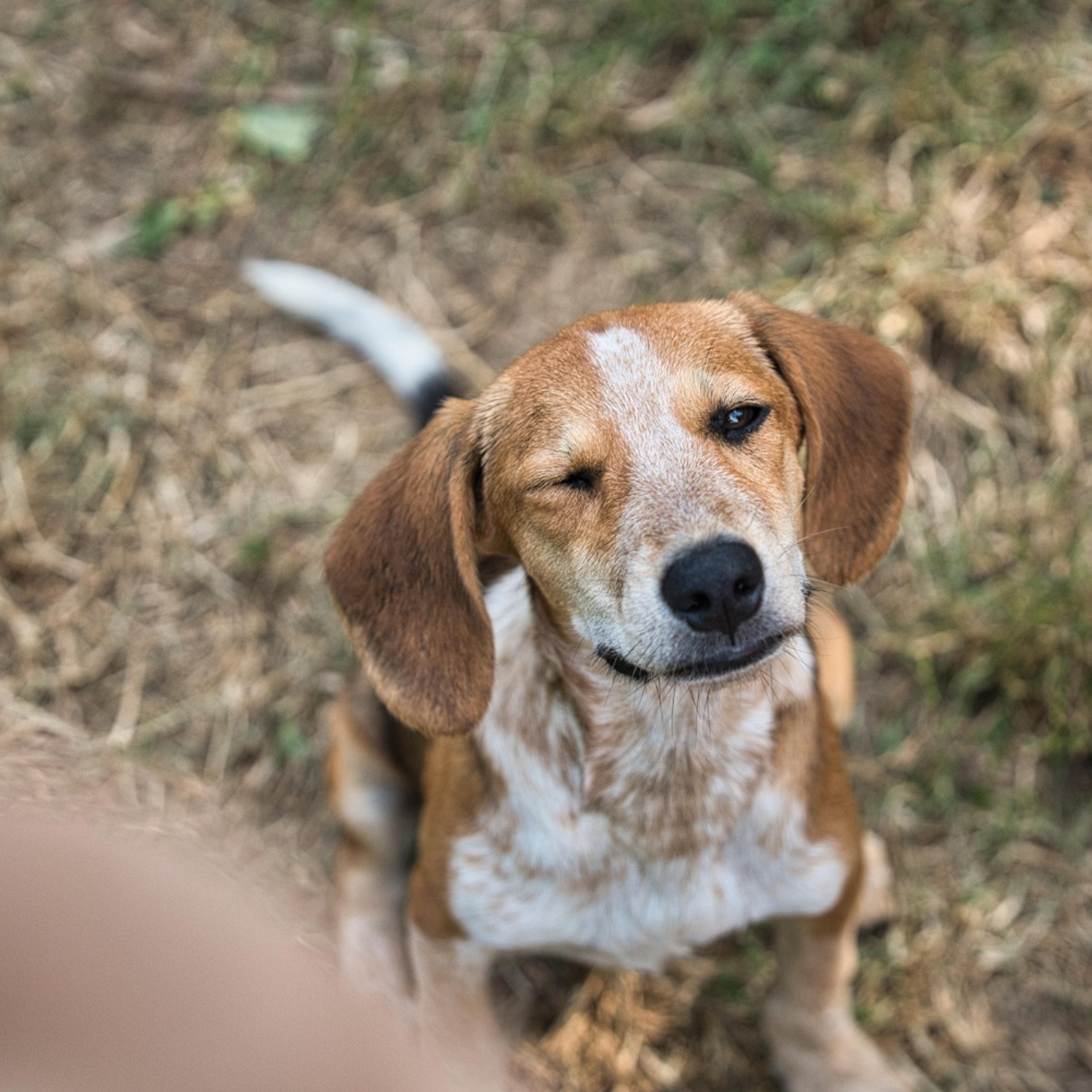Brauner Jagdhund sitzt im Gras, Welpen, Krambambulli Jagdhundhilfe e.V.