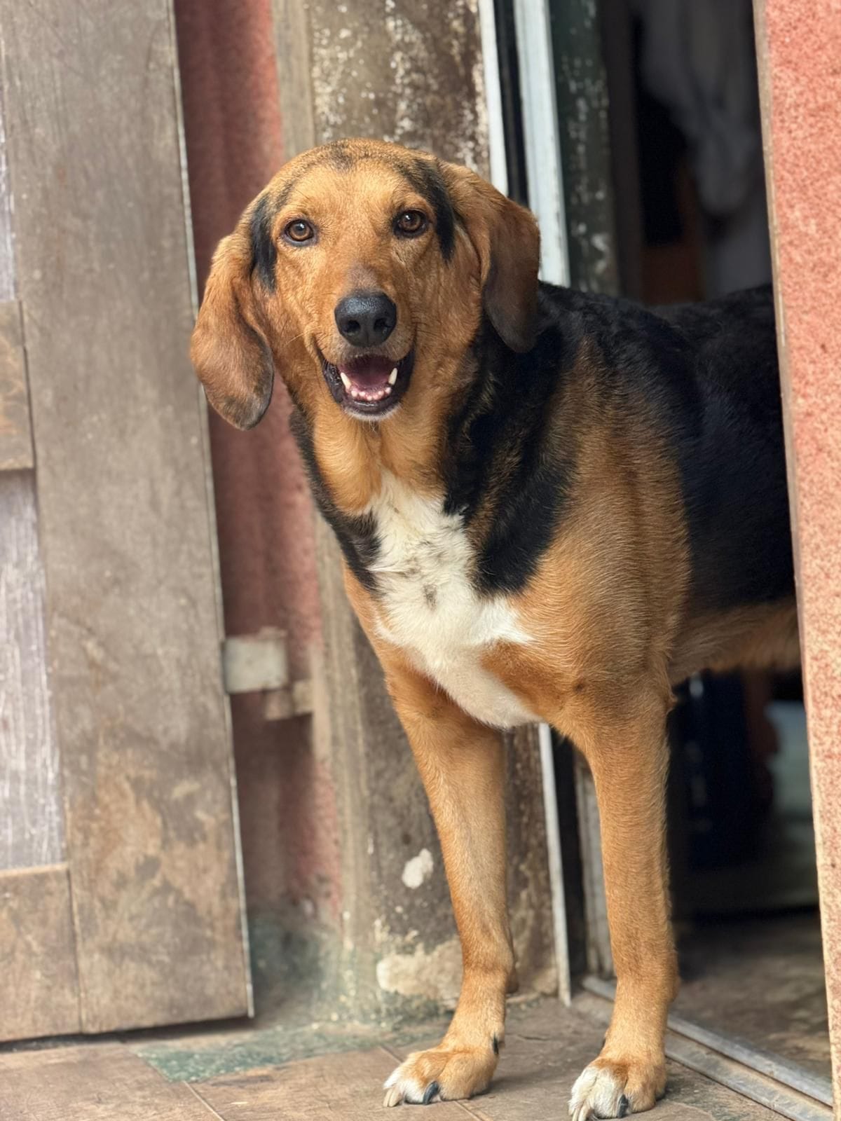 Griechischer Laufhund, Tierschutz, Krambambulli Jagdhundhilfe e.V.