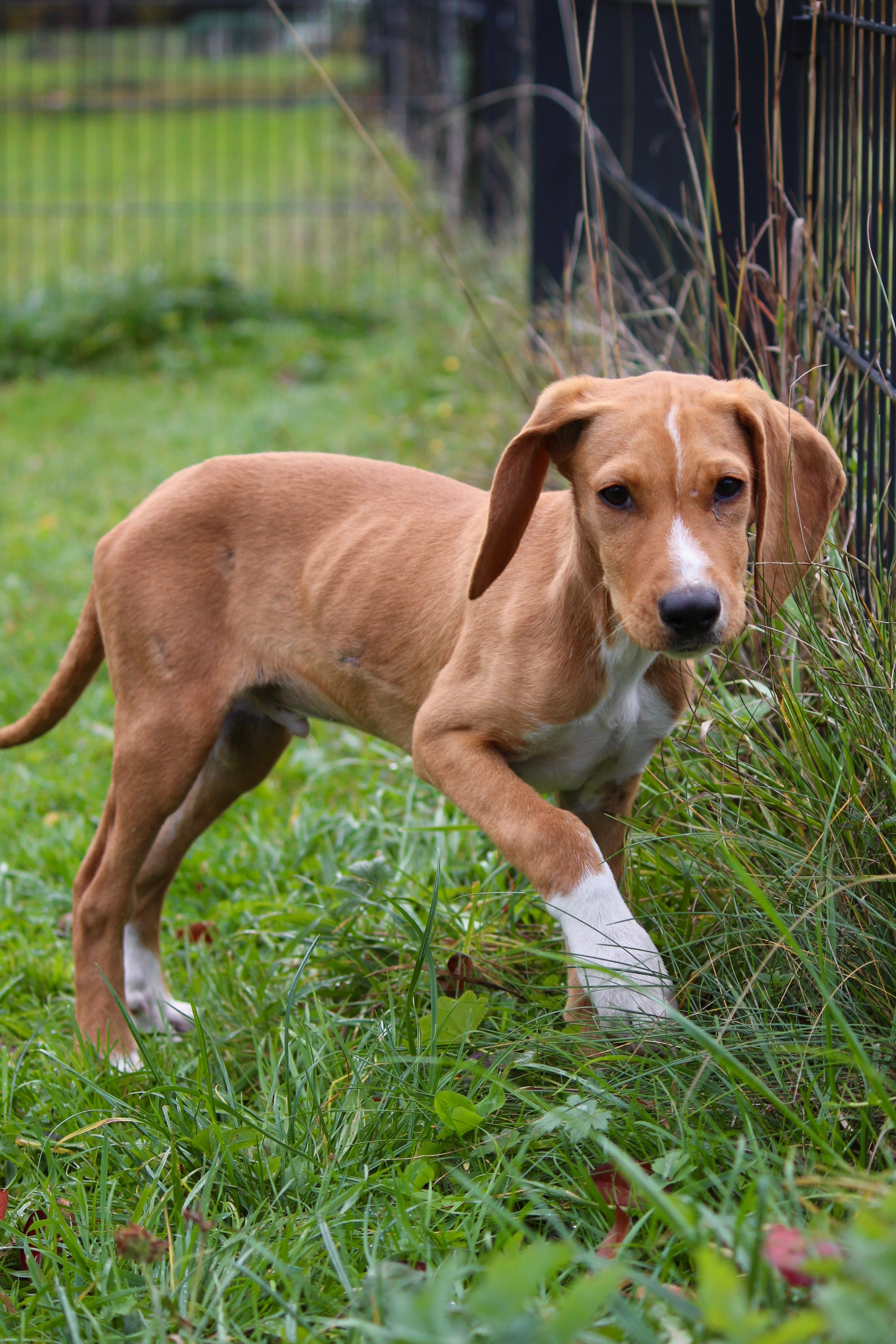 Junger Jagdhundmix, Tierschutz, Krambambulli Jagdhundhilfe e.V.