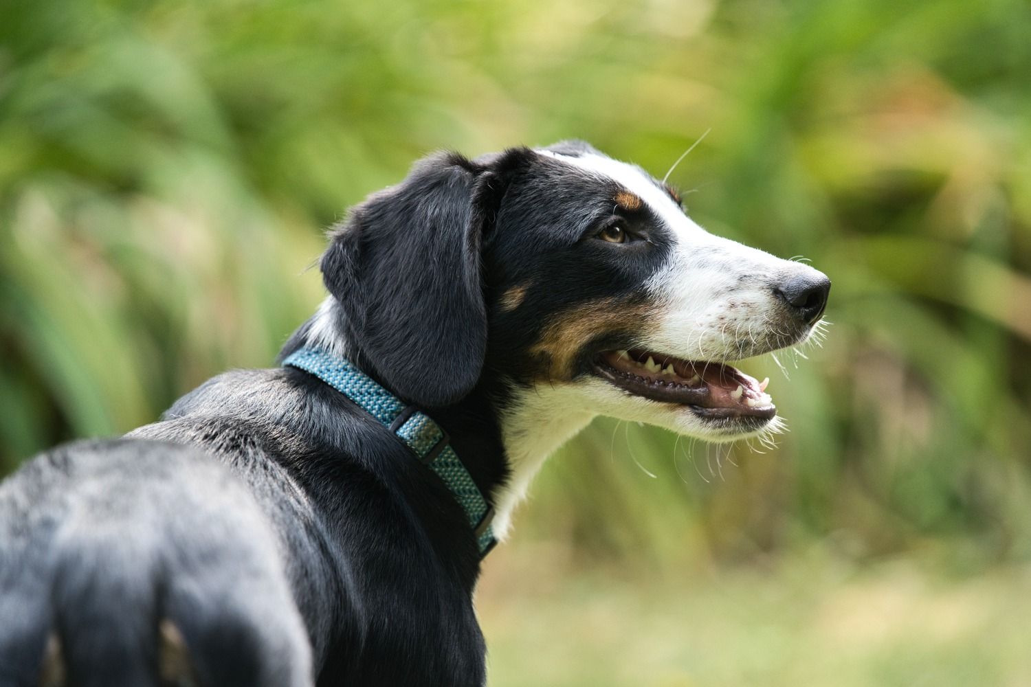 Junger Brackenmix sucht zuhause, Tierschutz, Krambambulli Jagdhundhilfe