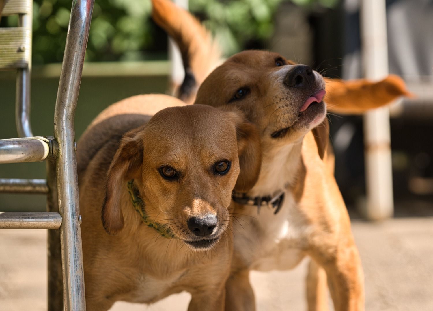 Beaglemix, Tierschutz, Krambambulli Jagdhundhlfe