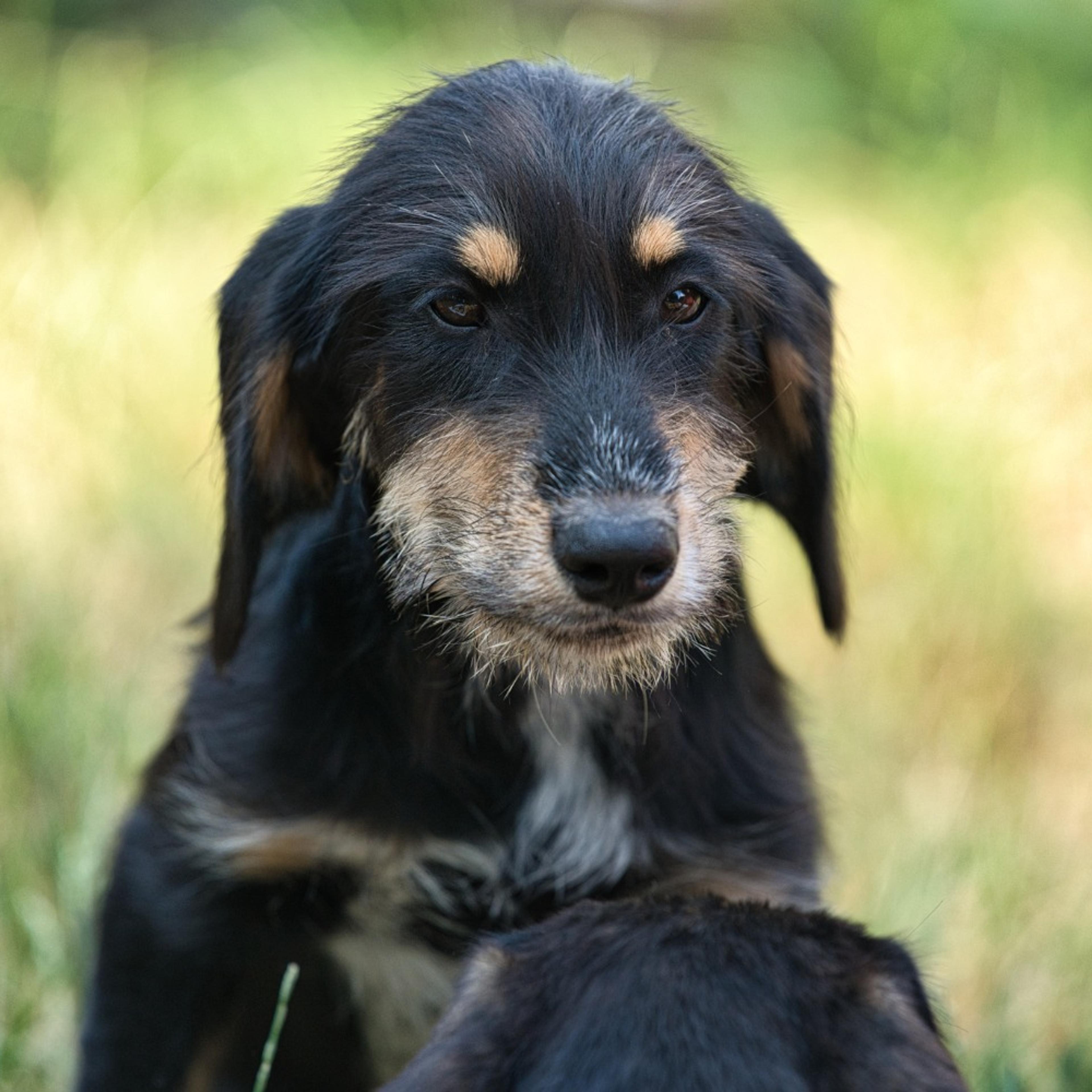 Brackenmix Welpe, Tierschutz, Krambambulli Jagdhundhilfe