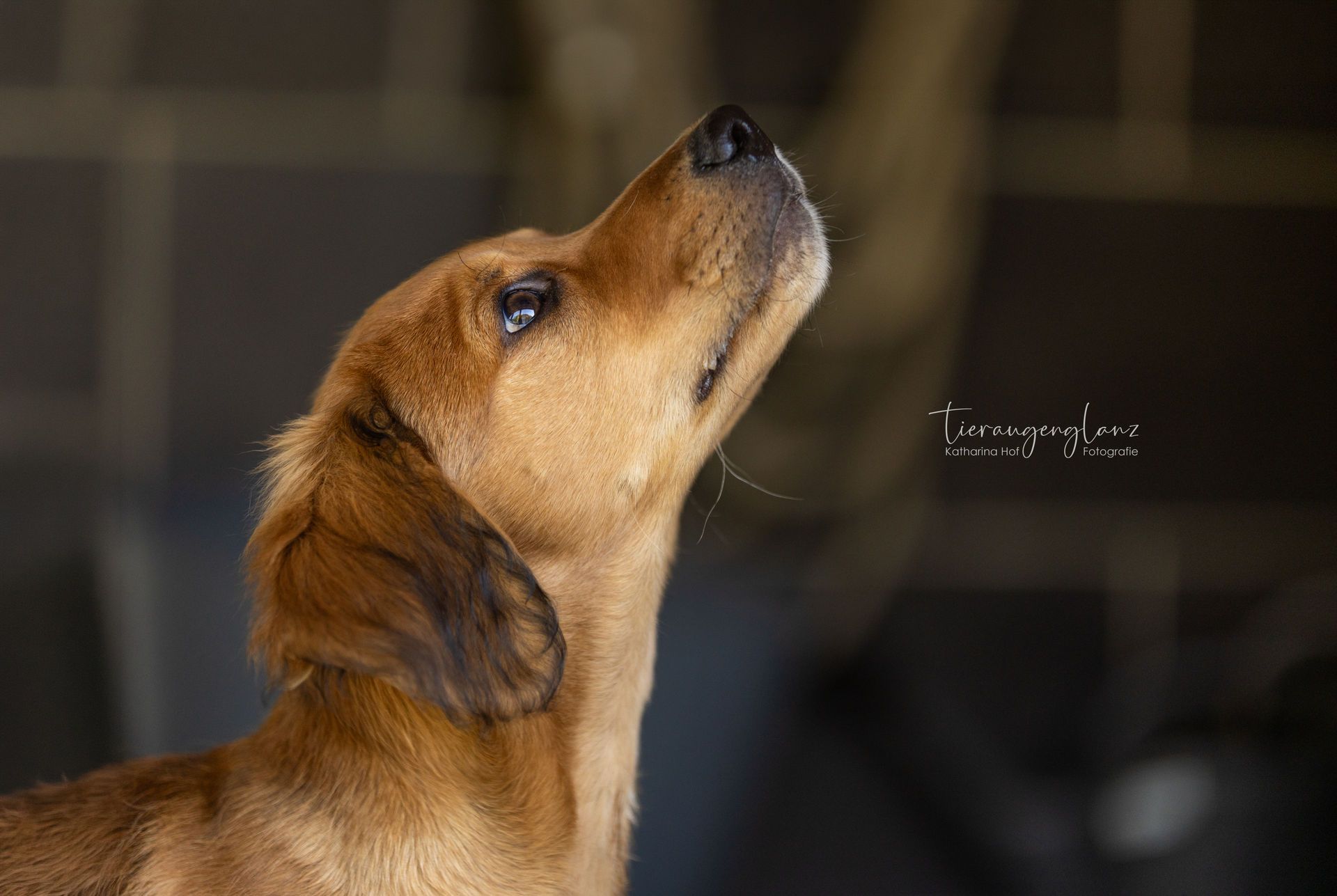 Griechischer Laufhund, Tierschutz, Krambambulli Jagdhundhilfe e.V.