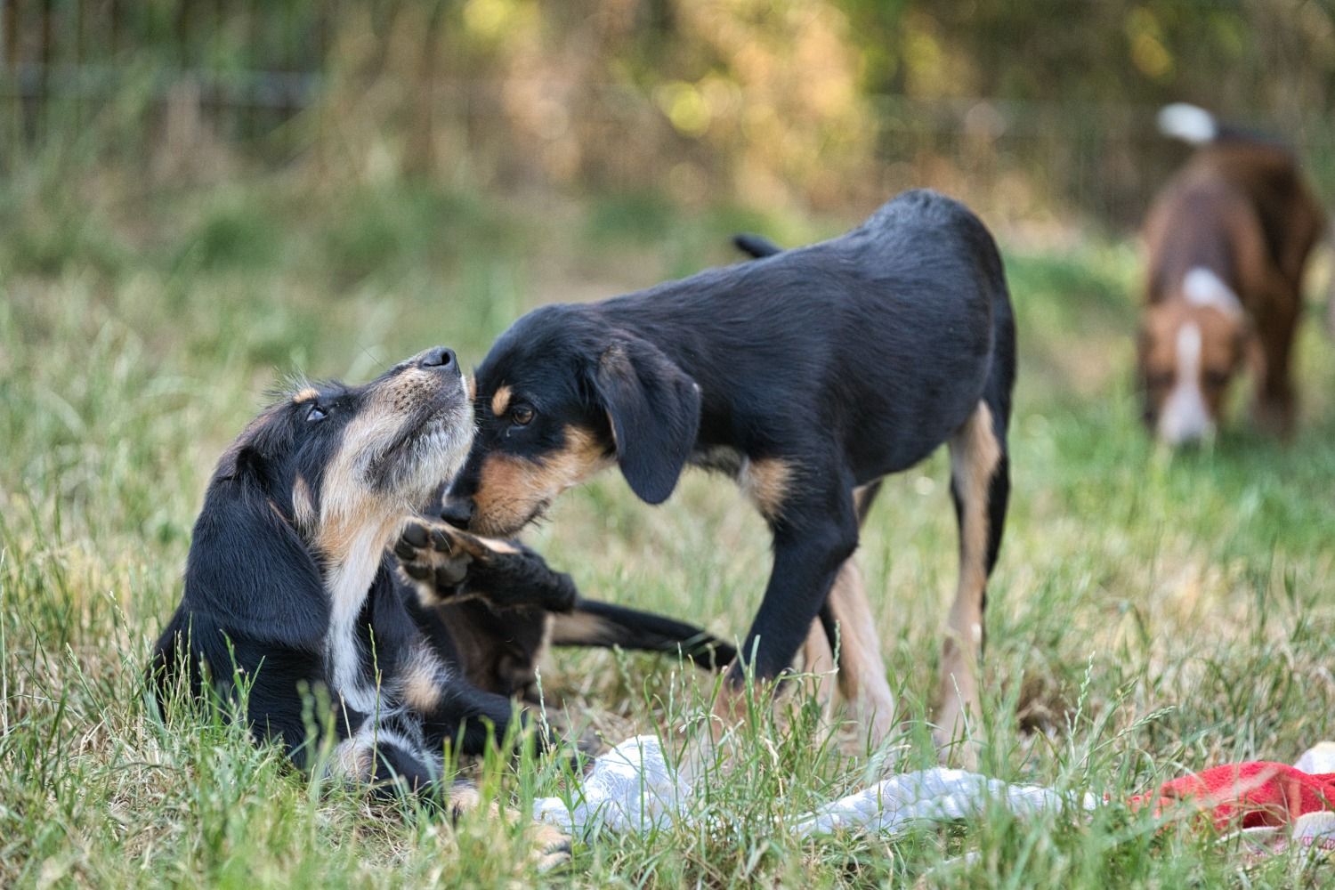 Junger Jagdhund, Krambambulli Jagdhundhilfe e.V.