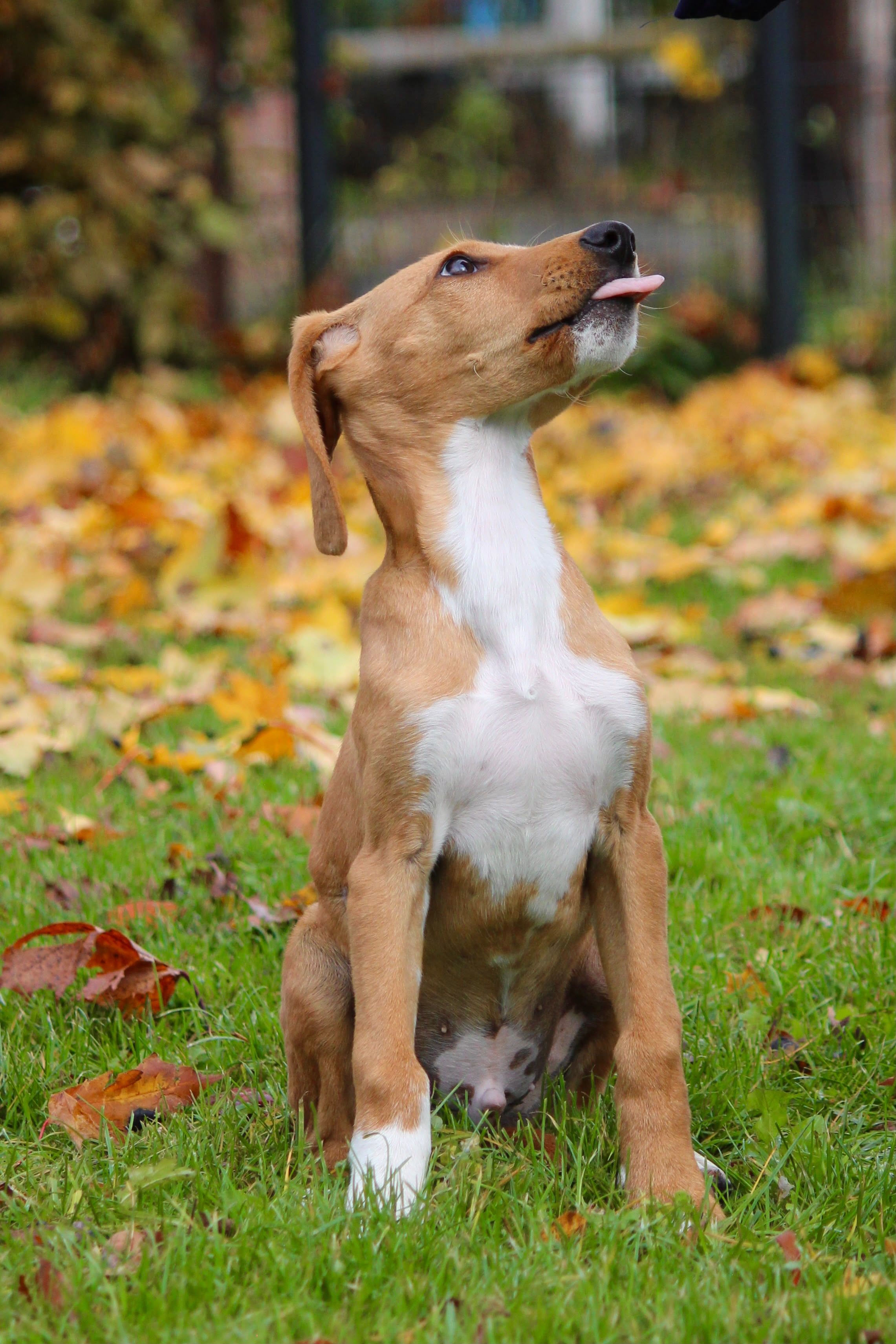 Junger Jagdhundmix, Tierschutz, Krambambulli Jagdhundhilfe e.V.