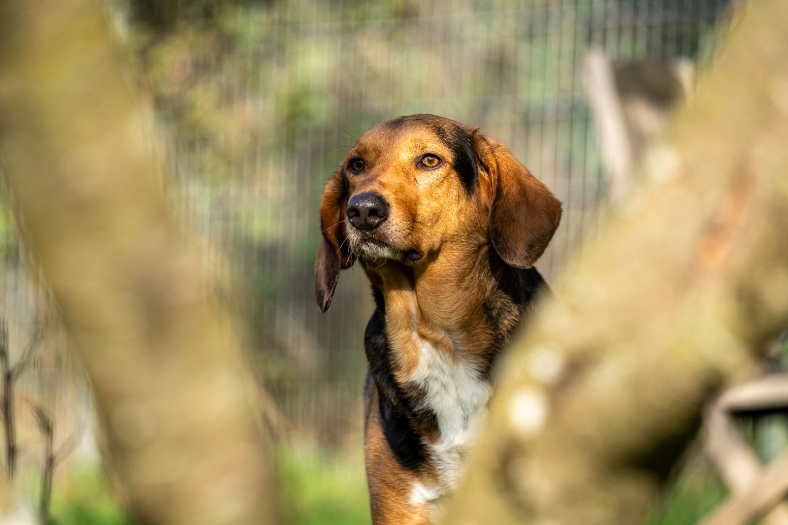 Griechischer Laufhund, Tierschutz, Krambambulli Jagdhundhilfe e.V.
