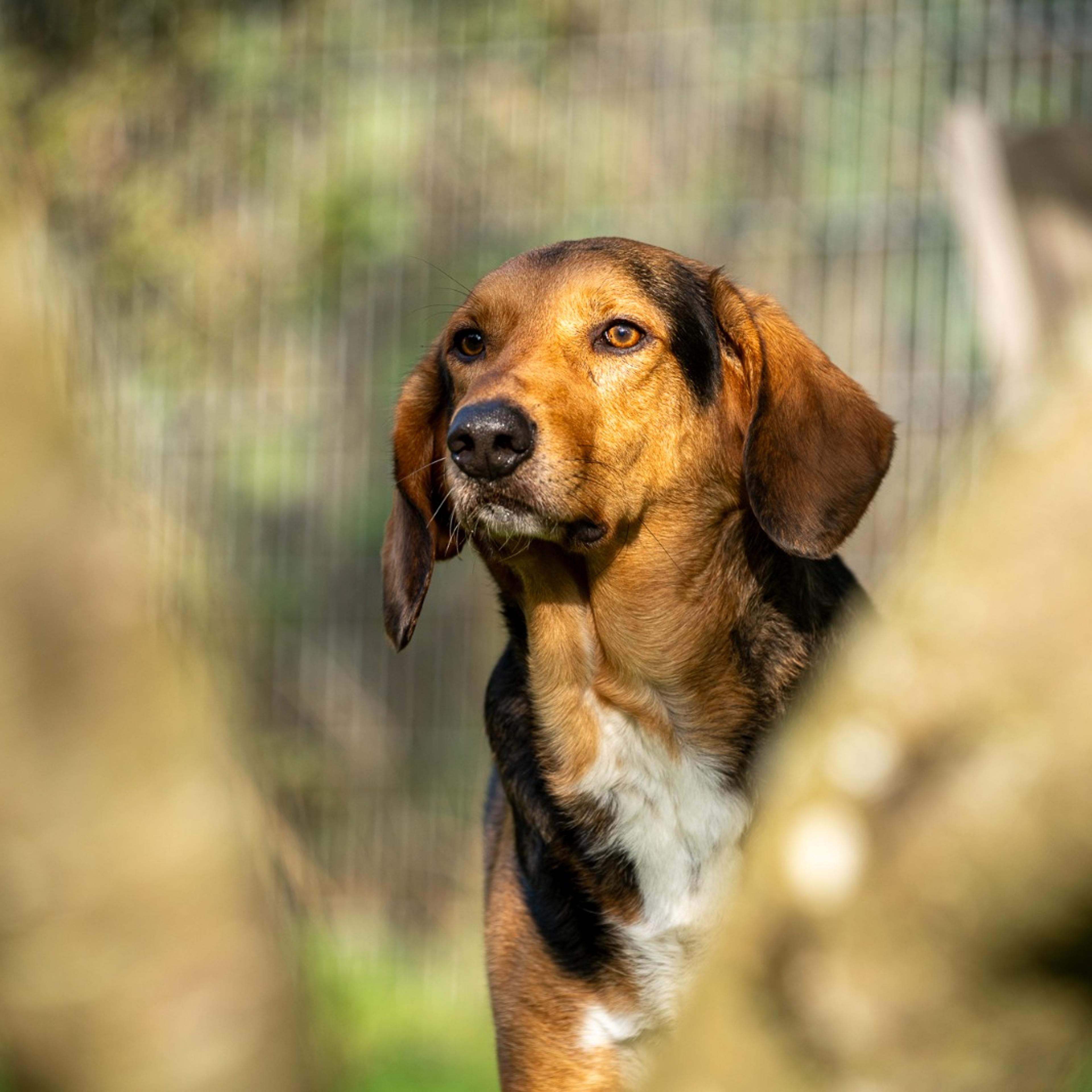 Griechischer Laufhund, Tierschutz, Krambambulli Jagdhundhilfe e.V.