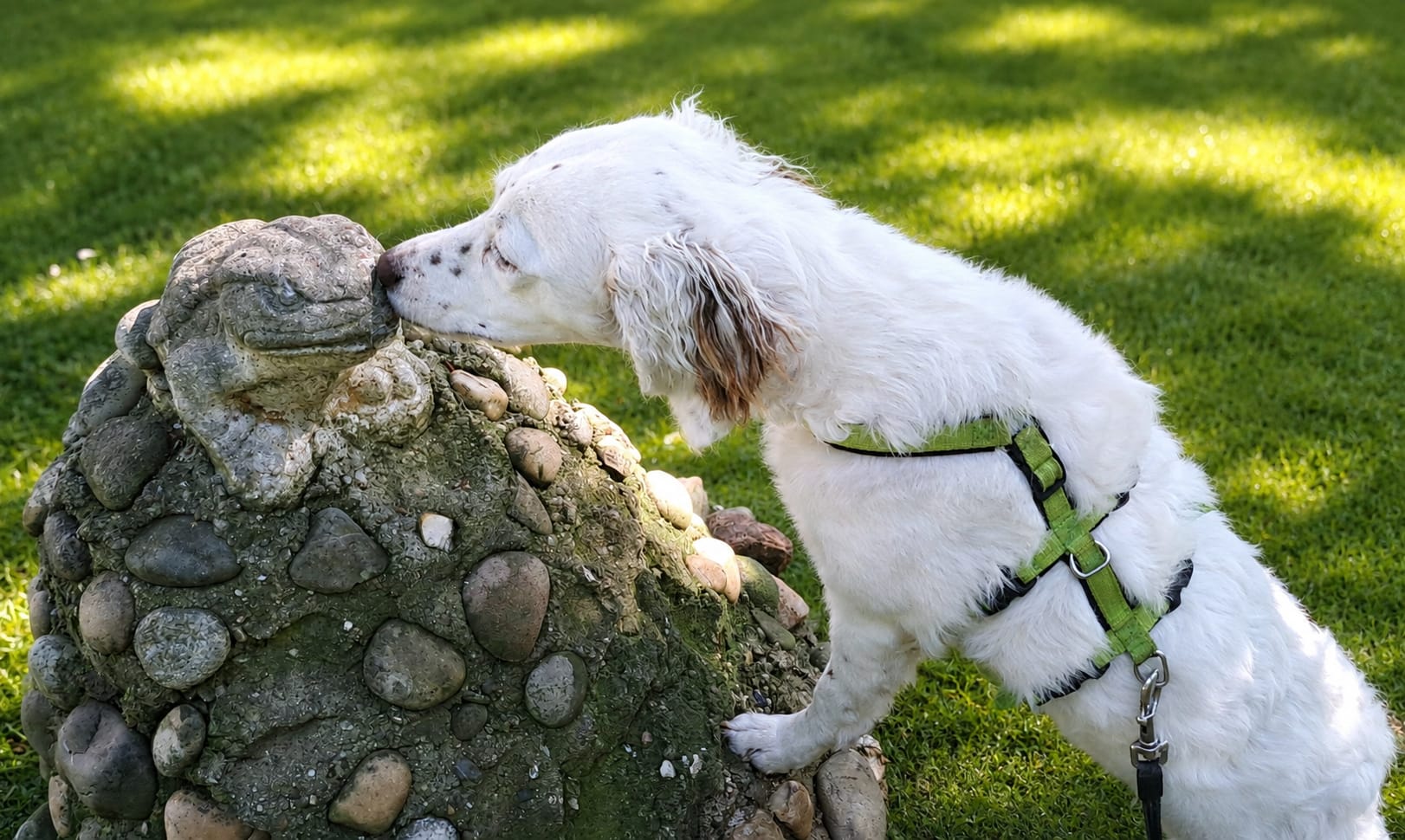 English Setter Mix sucht zuhause, Krambambulli Jagdhundhilfe 