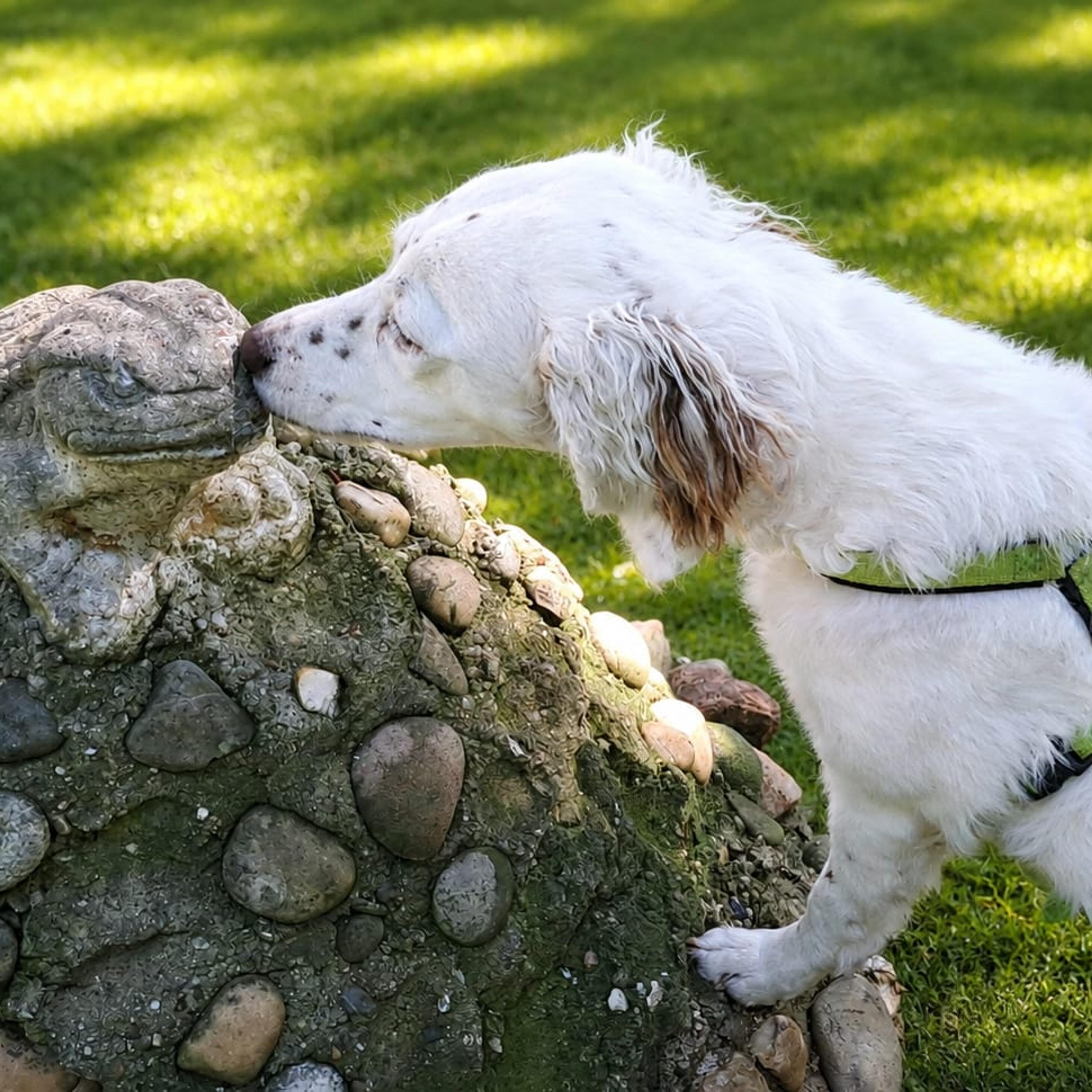 English Setter Mix sucht zuhause, Krambambulli Jagdhundhilfe