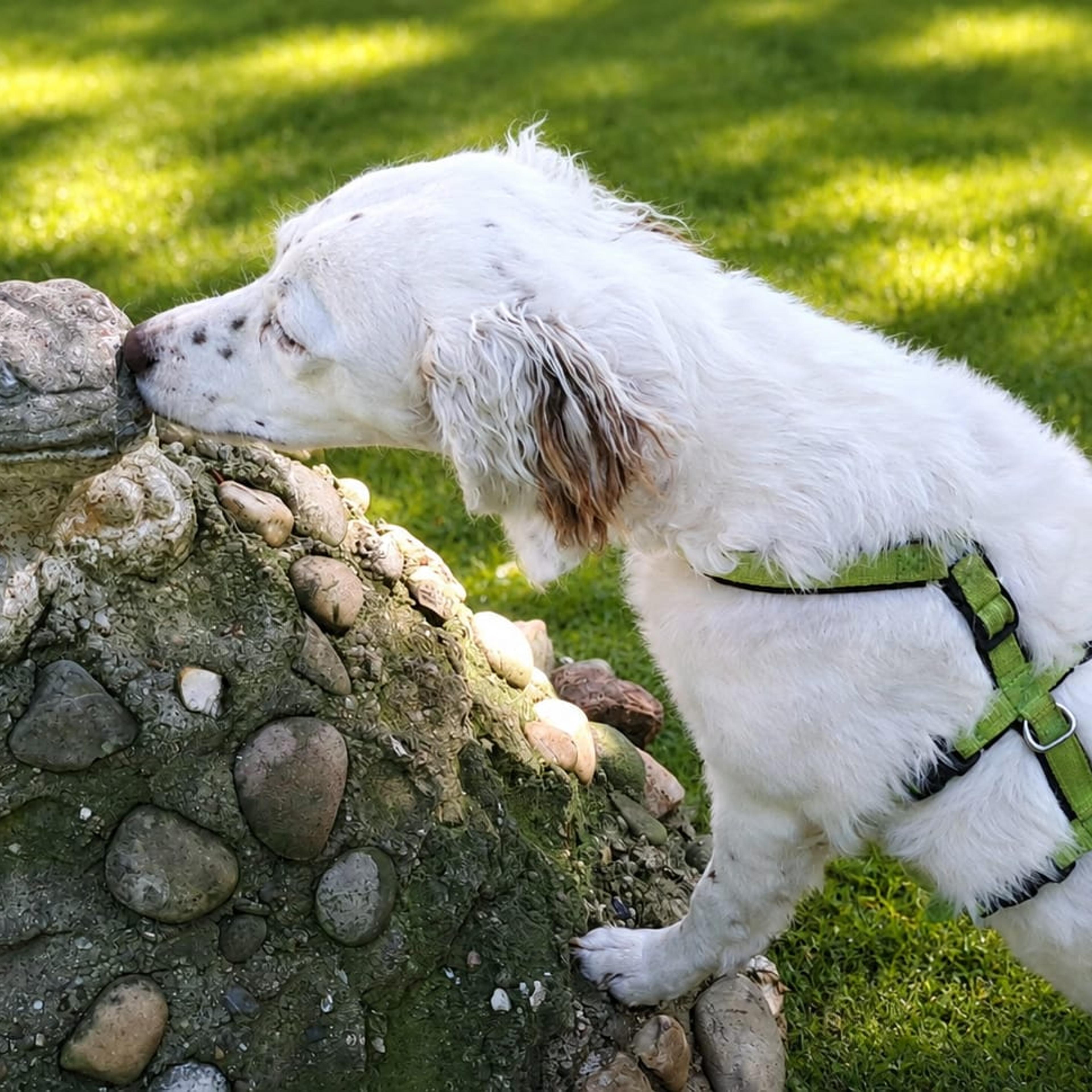 English Setter Mix sucht zuhause, Krambambulli Jagdhundhilfe
