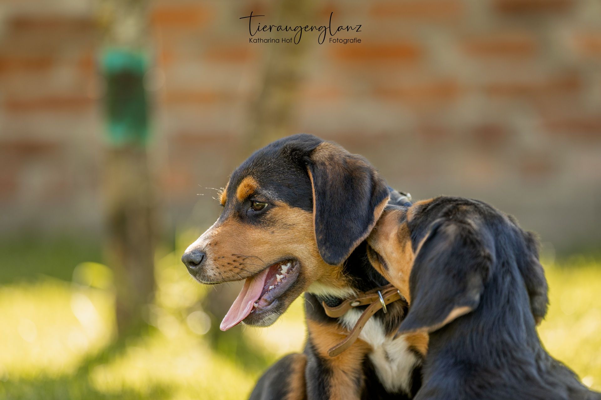 Griechischer Laufhund, Tierschutz, Krambambulli Jagdhundhilfe e.V.