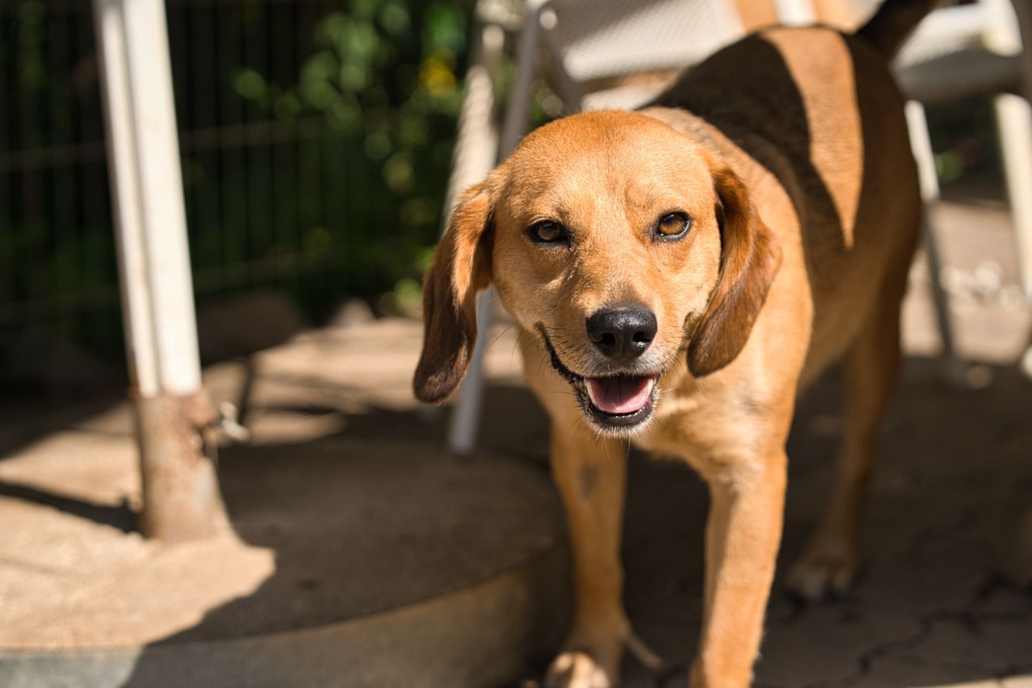 Beagle-Mix, Tierschutz, Krambambulli Jagdhundhilfe