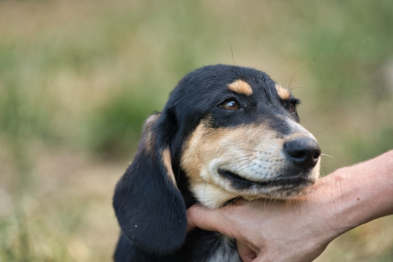 Junger Jagdhund, Krambambulli Jagdhundhilfe e.V.
