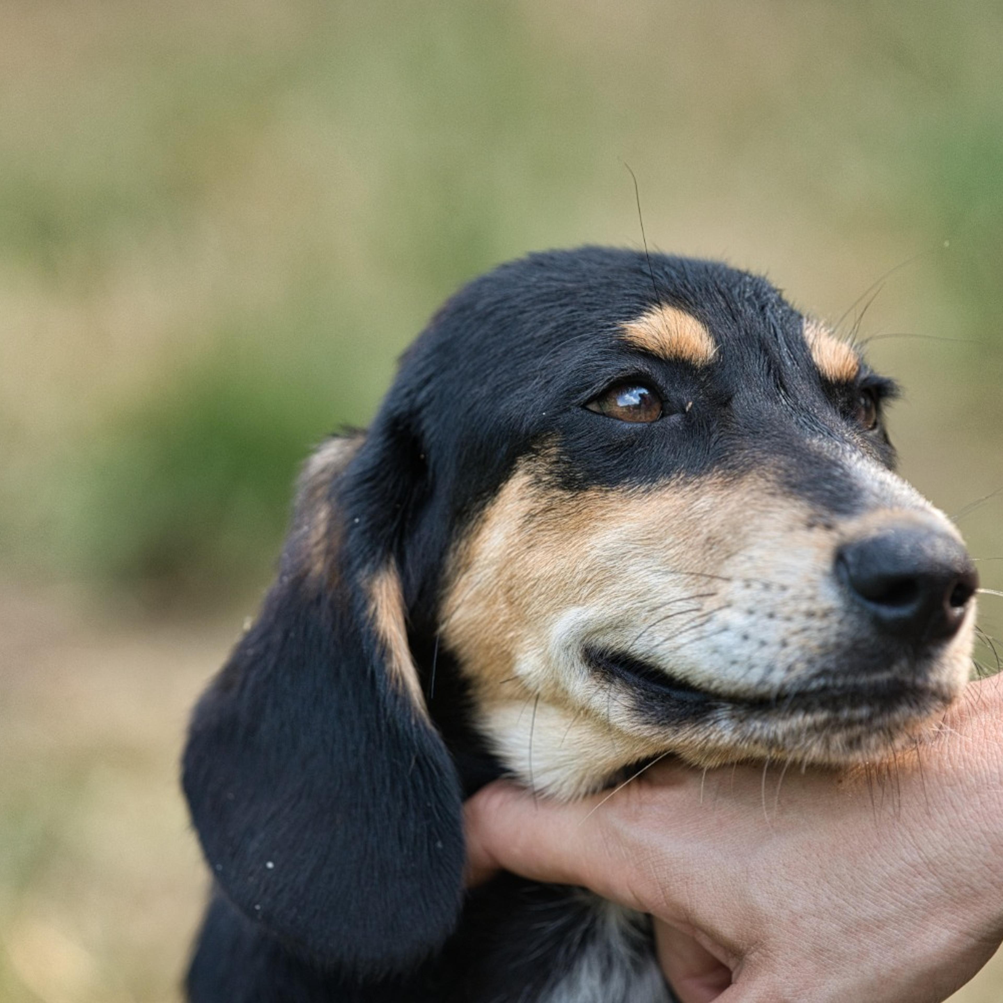 Brackenmix Welpe, Tierschutz, Krambambulli Jagdhundhilfe