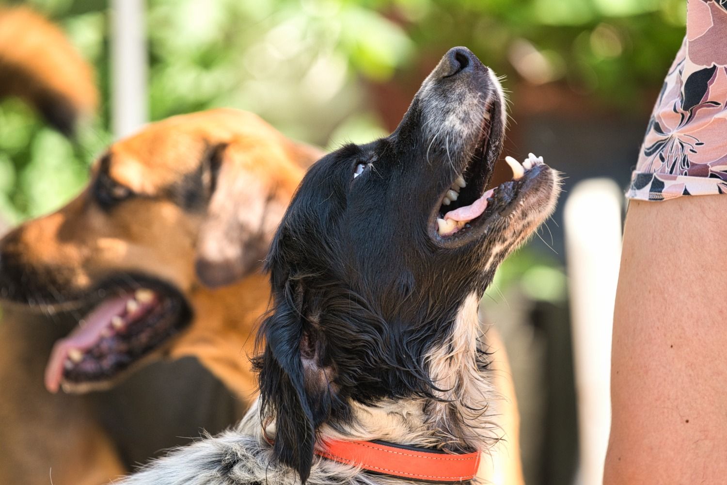 Nacho, englisch Setter sucht Zuhause, Tierschutz, Krambambulli Jagdhundhilfe