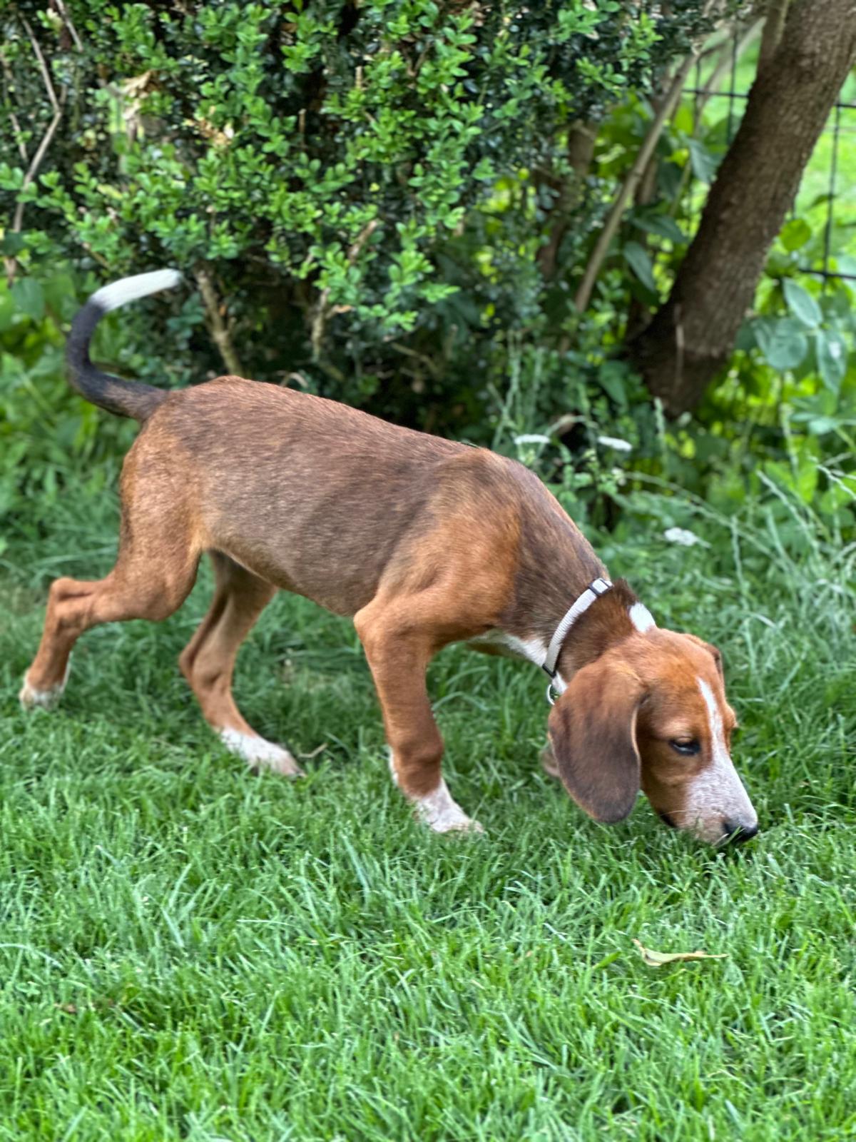 Brackenmix Welpe sucht Zuhause, Tierschutz, Krambambulli Jagdhundhlfe