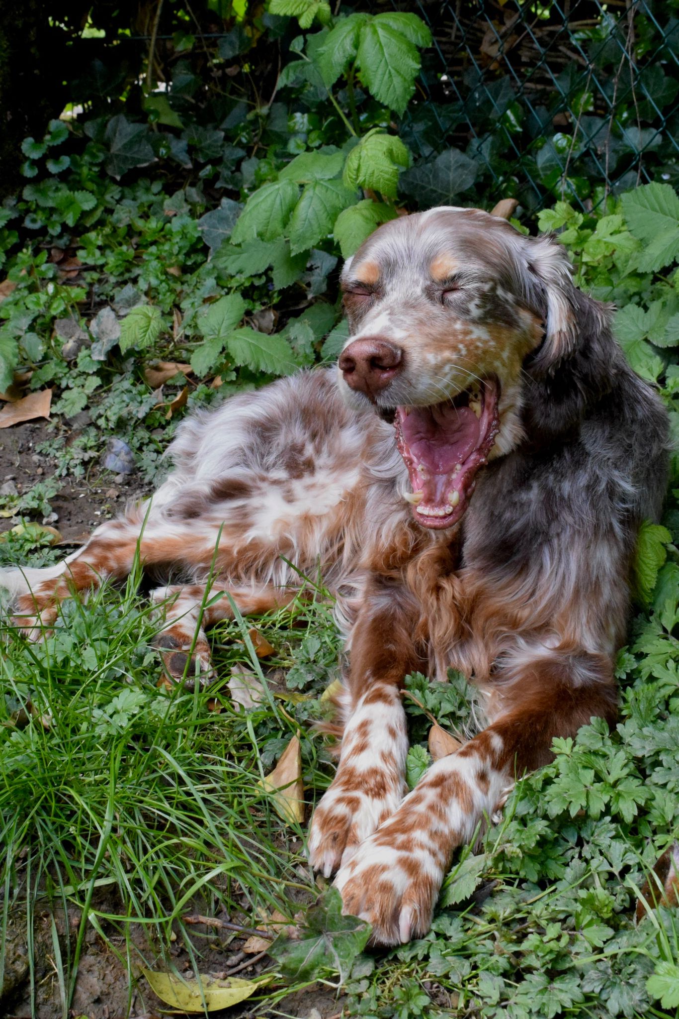 Krambambulli English Setter sucht Zuhause