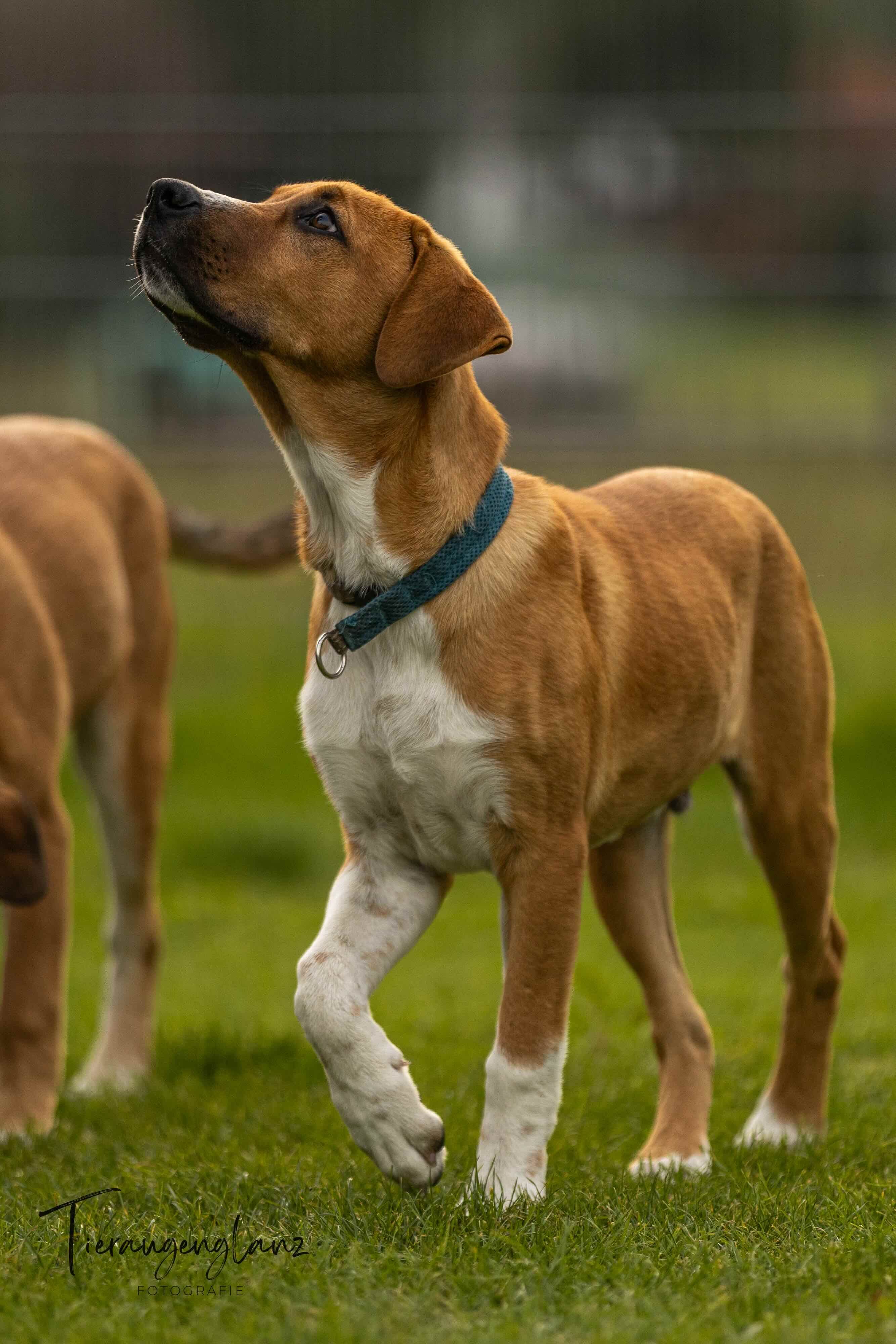 English Setter Mix, Tierschutz, Krambambulli Jagdhundhilfe e.V.