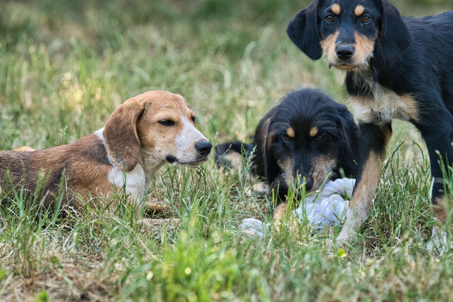 Brackenmix Welpe, Tierschutz, Krambambulli Jagdhundhilfe