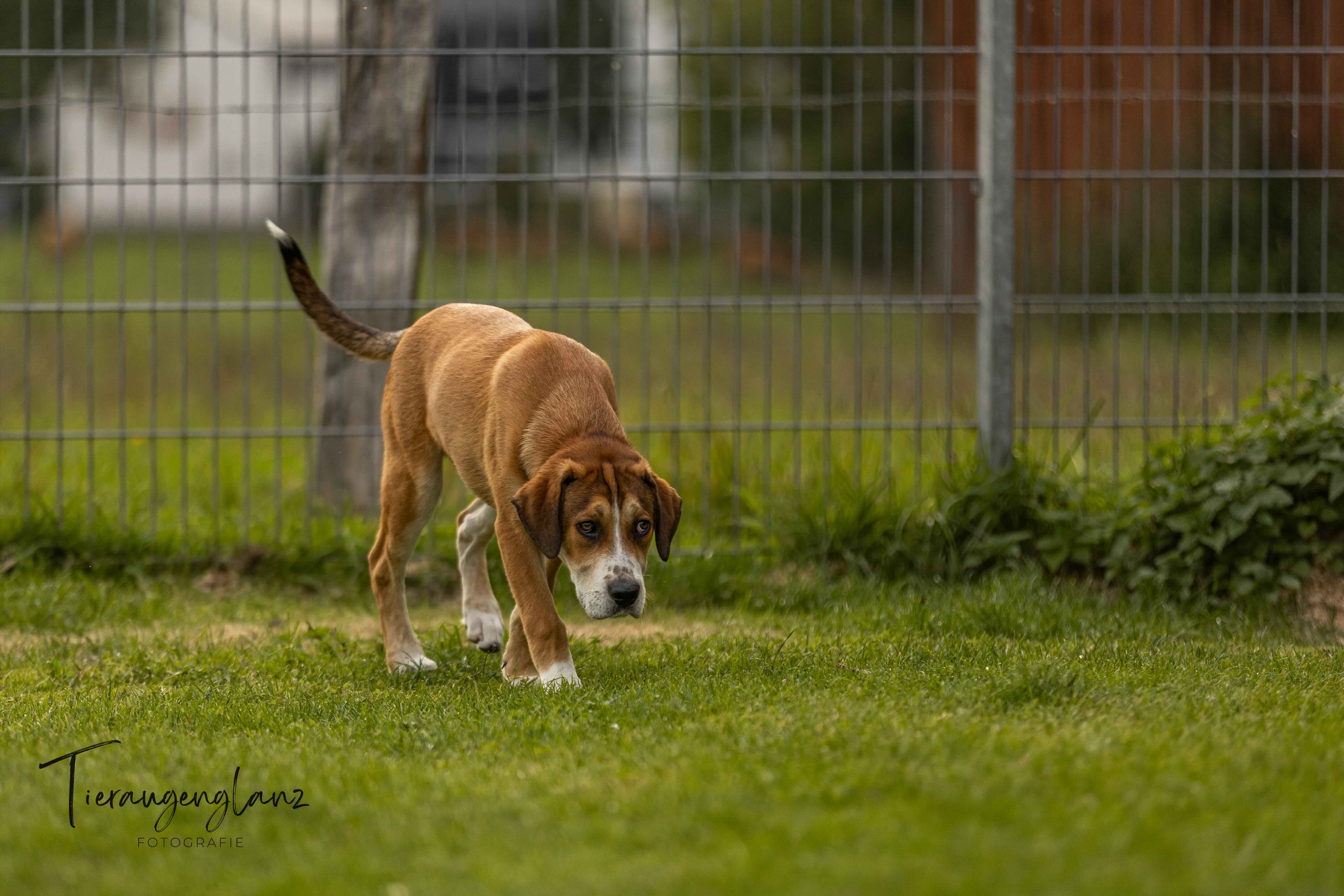 Junghund sucht Zuhause, Tierschutz, Krambambulli Jagdhundhilfe e.V.