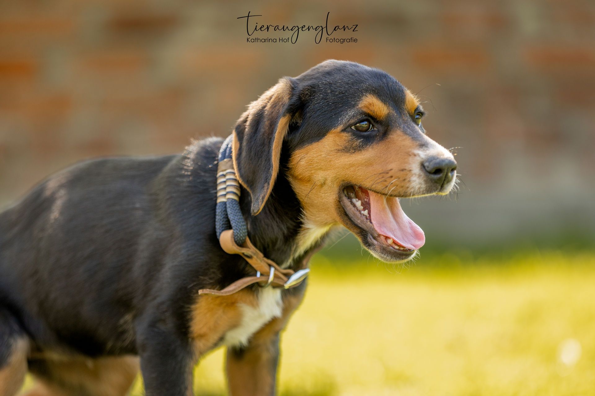Griechischer Laufhund, Tierschutz, Krambambulli Jagdhundhilfe e.V.