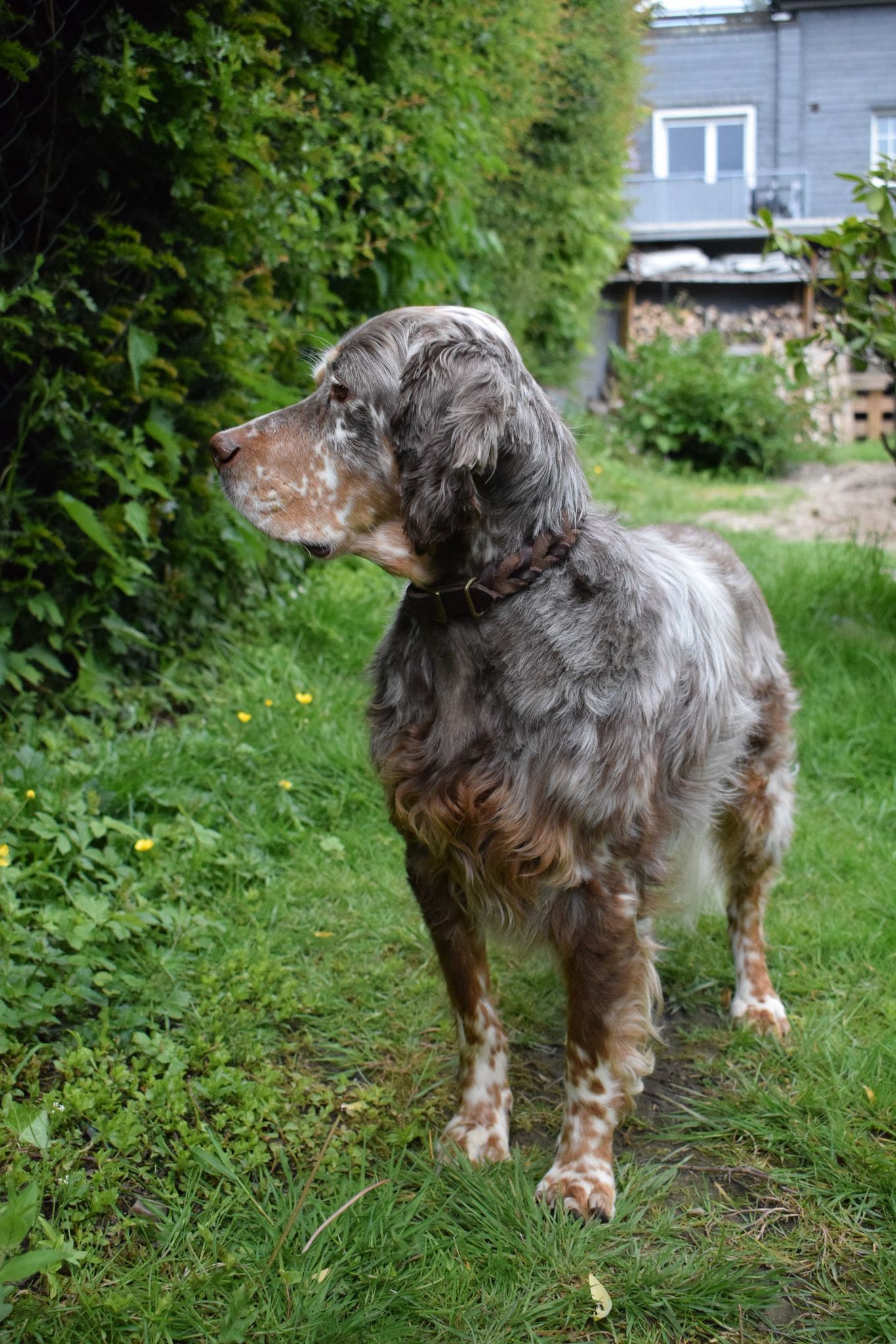 Krambambulli English Setter sucht Zuhause