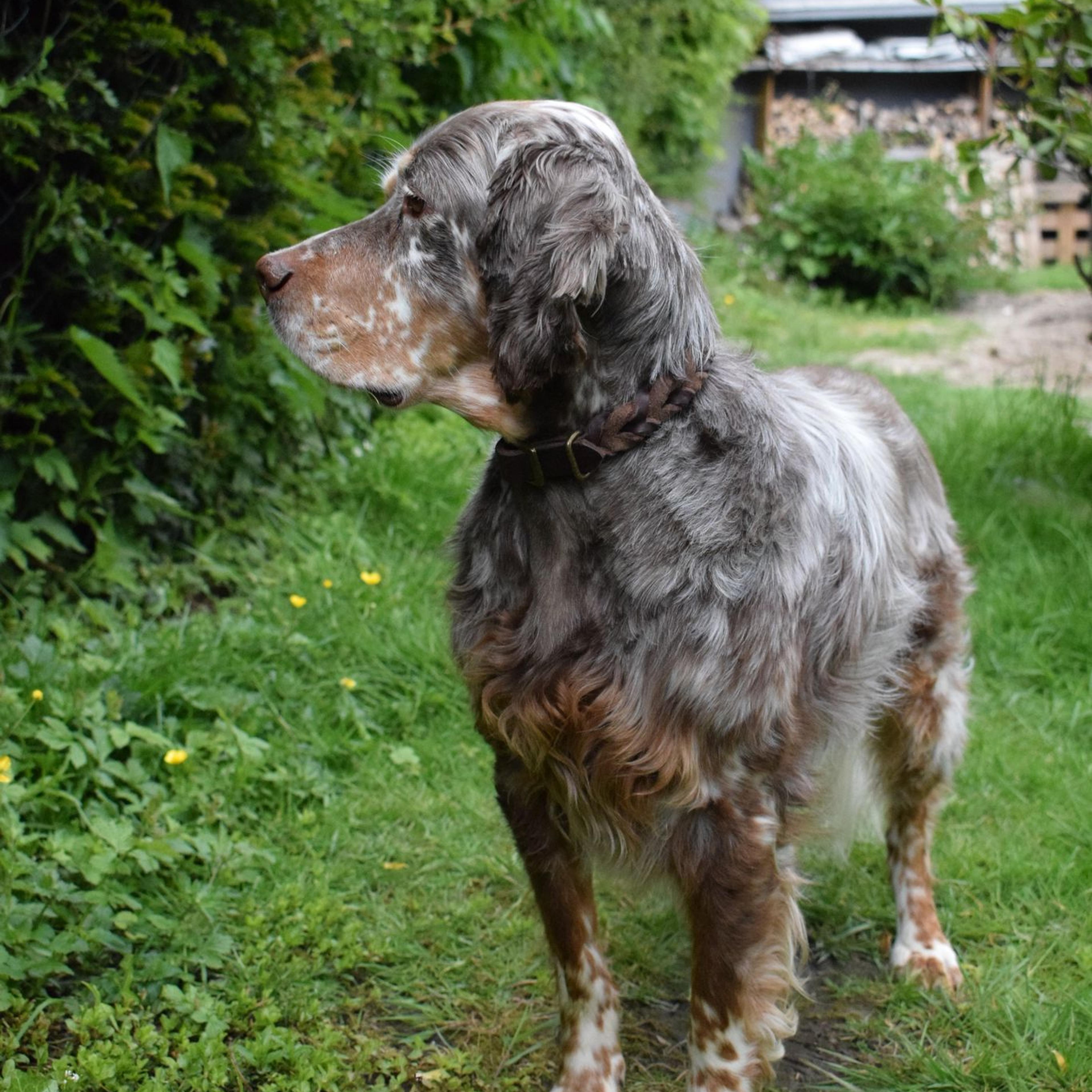 Krambambulli English Setter sucht Zuhause